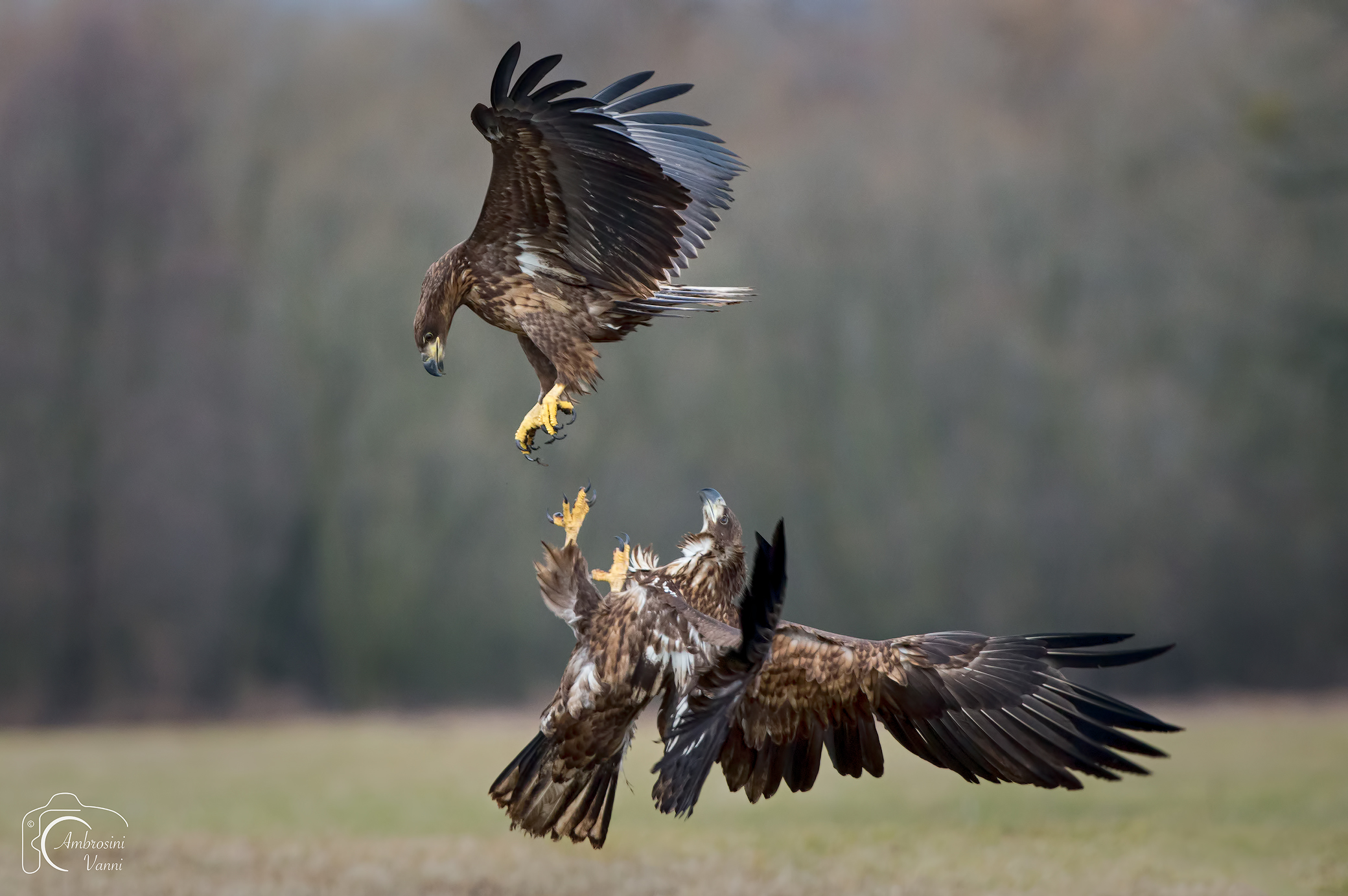Fight in flight