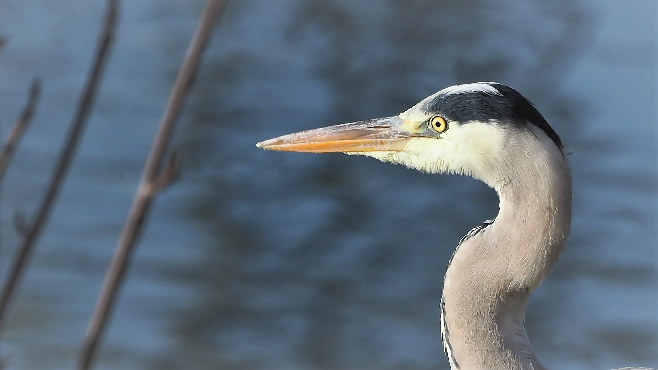 just the left side please