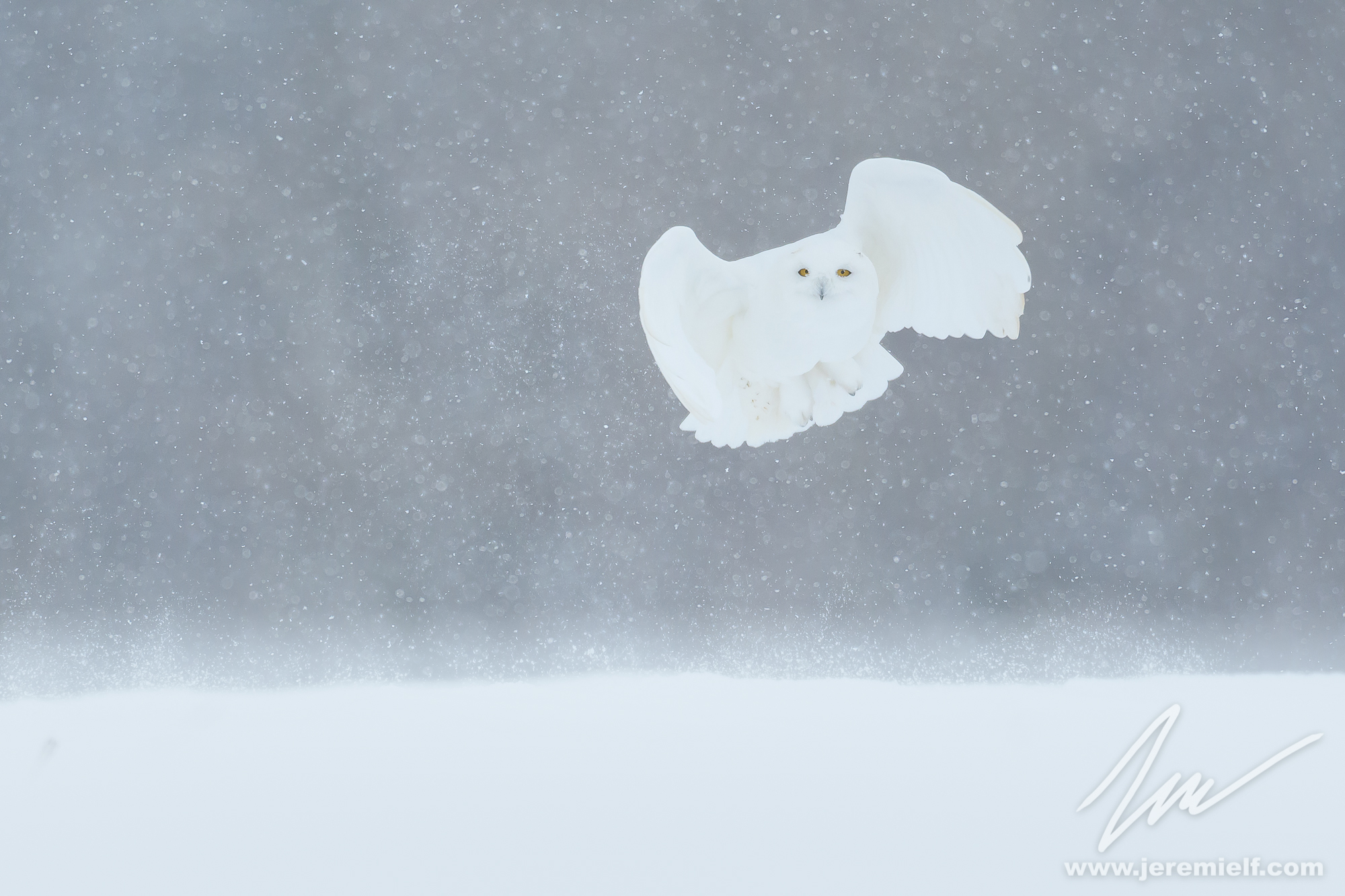 Decollo nevoso maschile