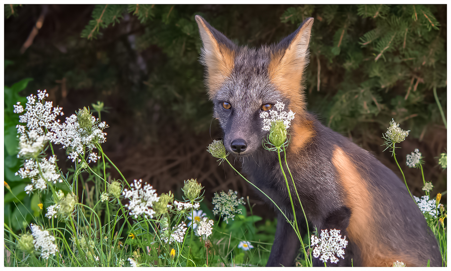 Cross Fox waiting patiently for the mouse to move again