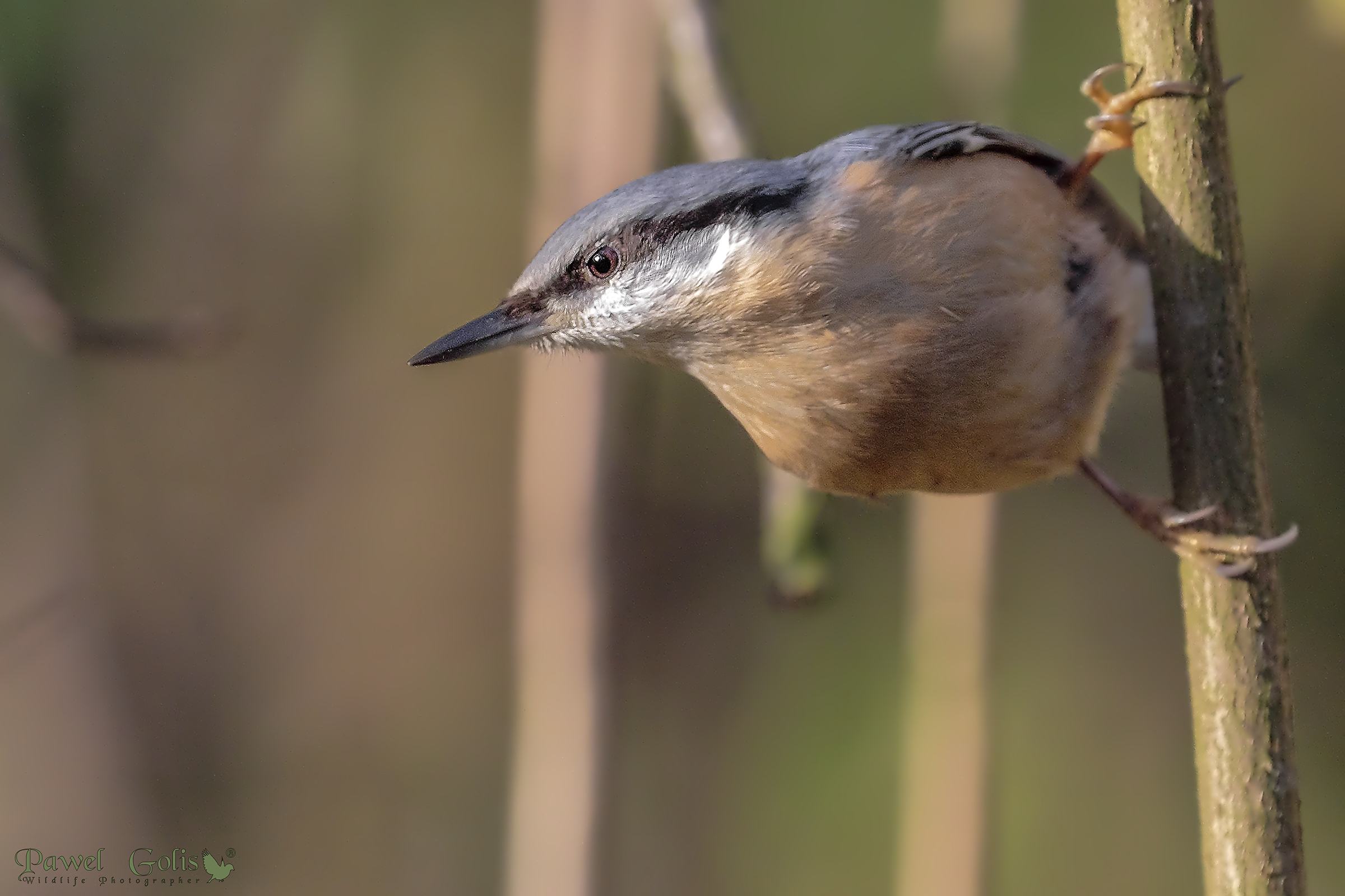 Woodpecker Bricklayer