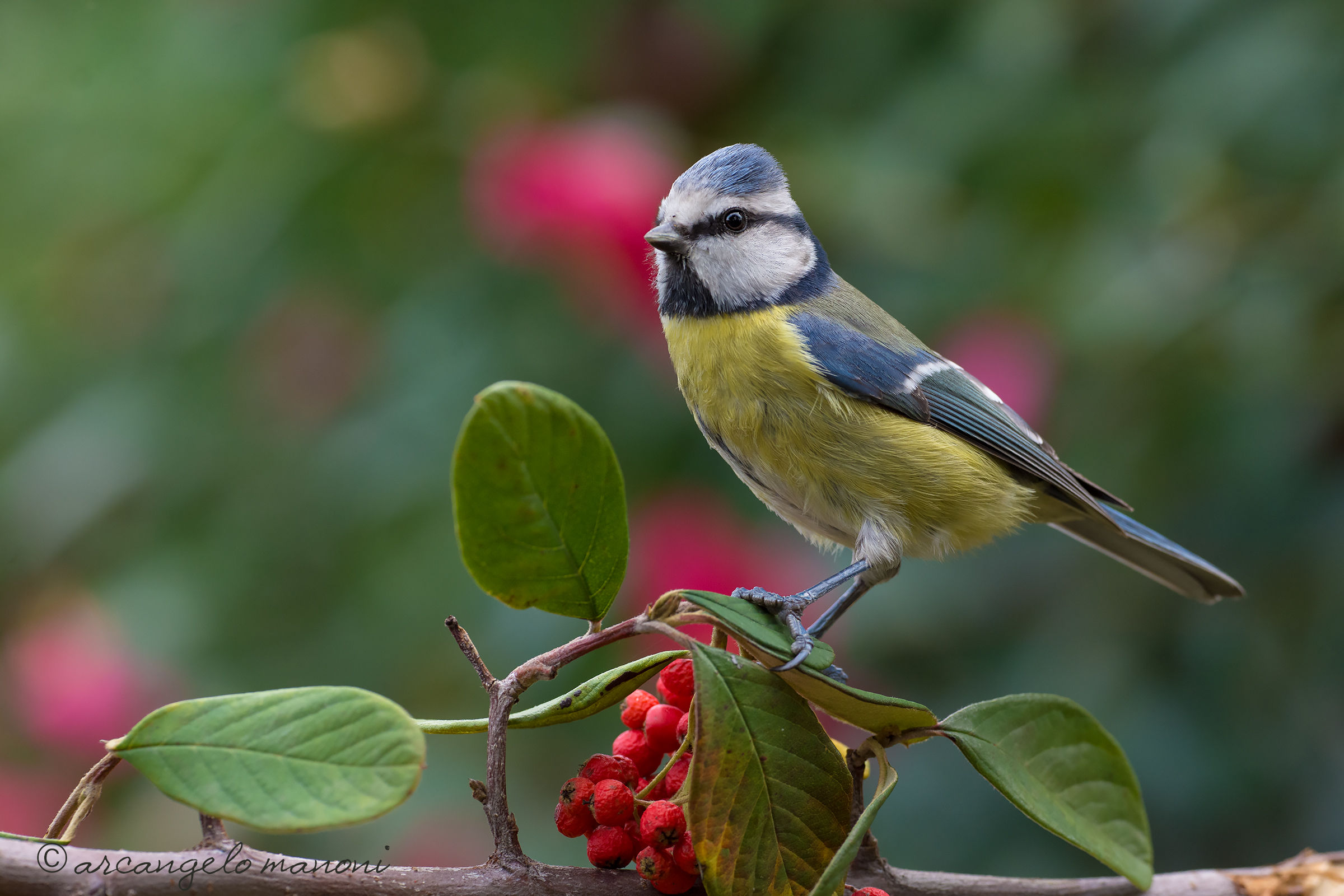 Lookout on the red hedge