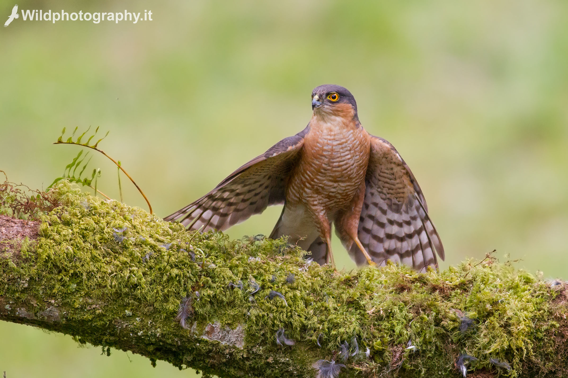 Sparrowhawk