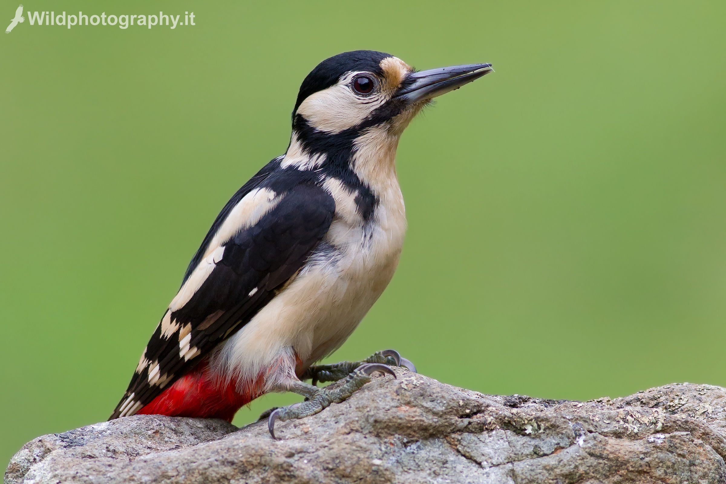 Great spotted woodpecker