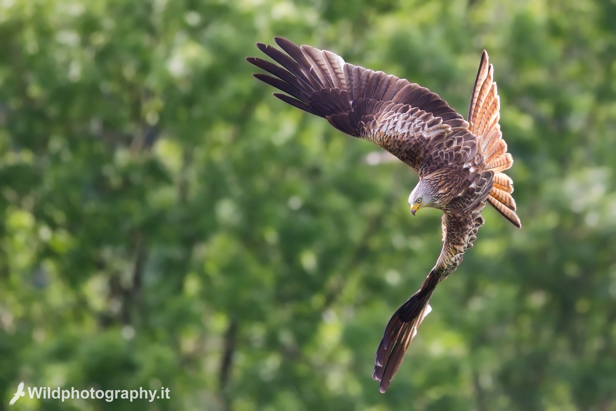 Red kite