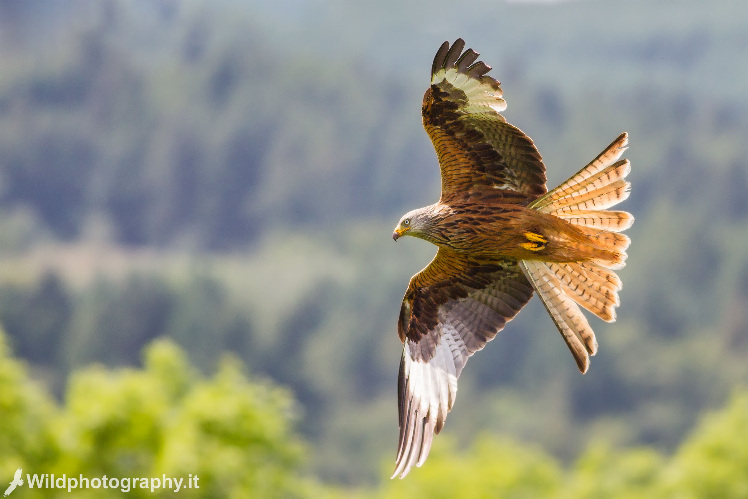 Red kite
