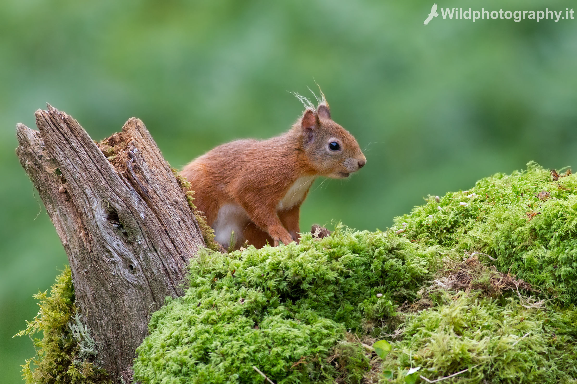 Red squirrel
