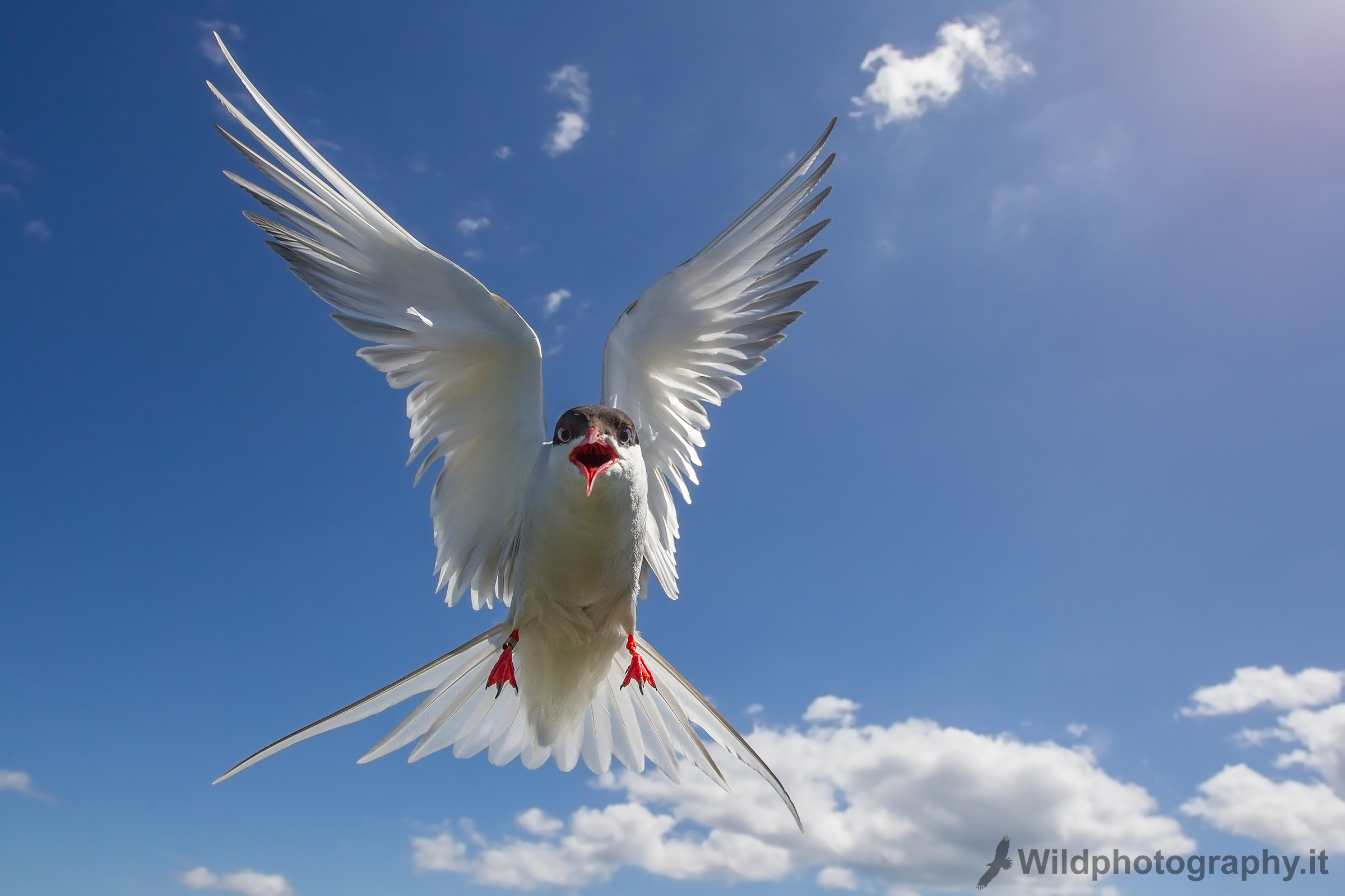 Arctic tern