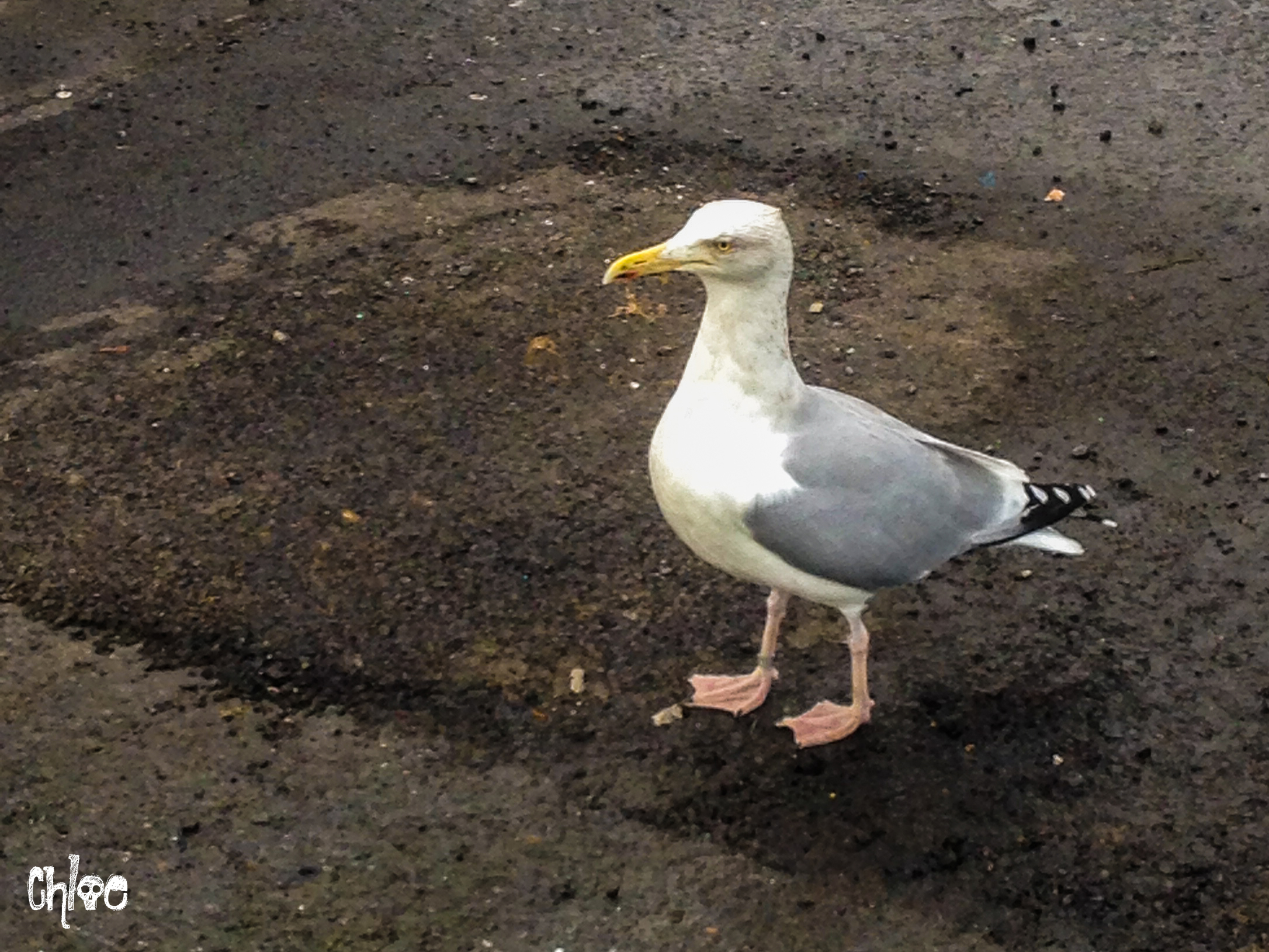 Seagull posing