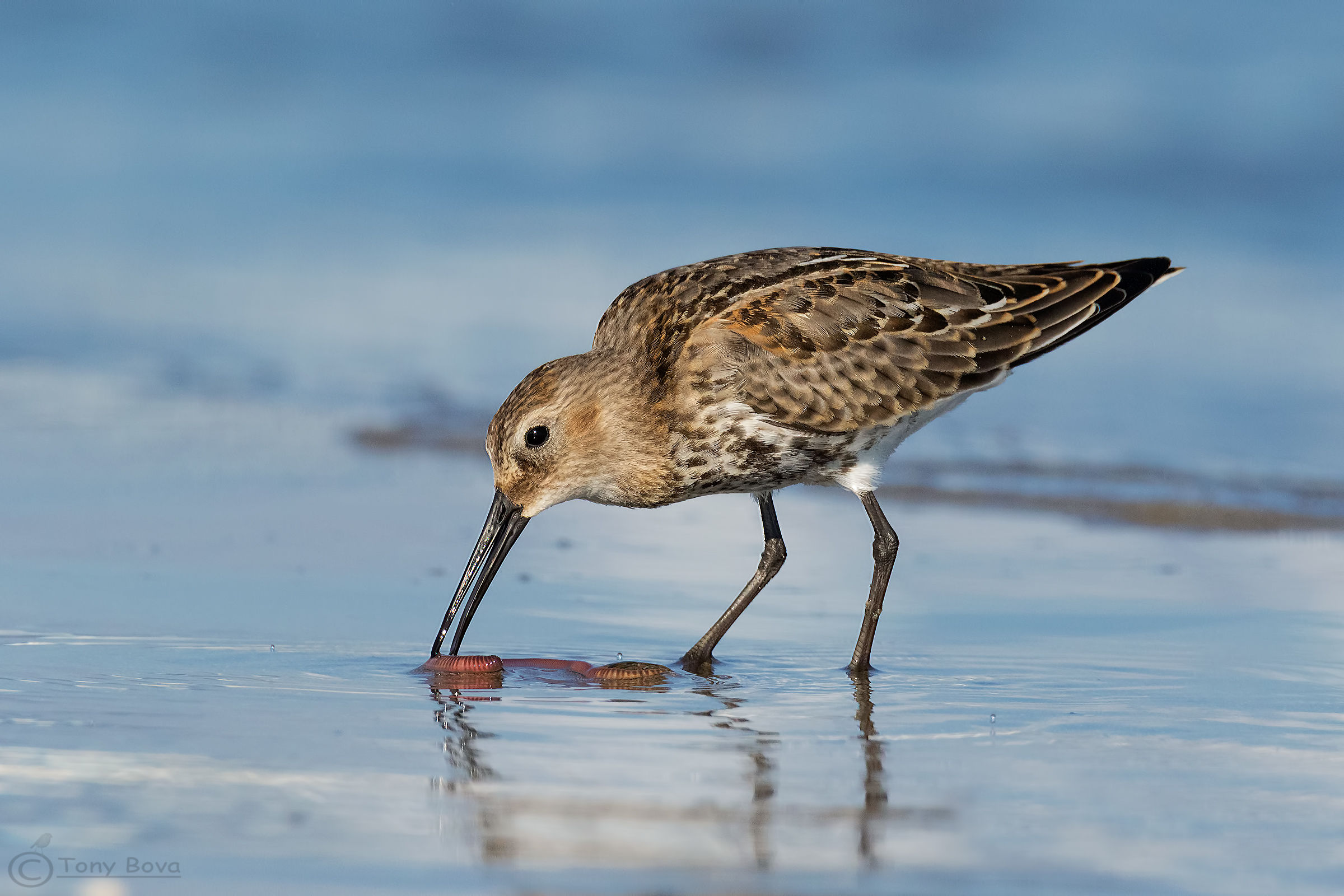 Let's have lunch ...