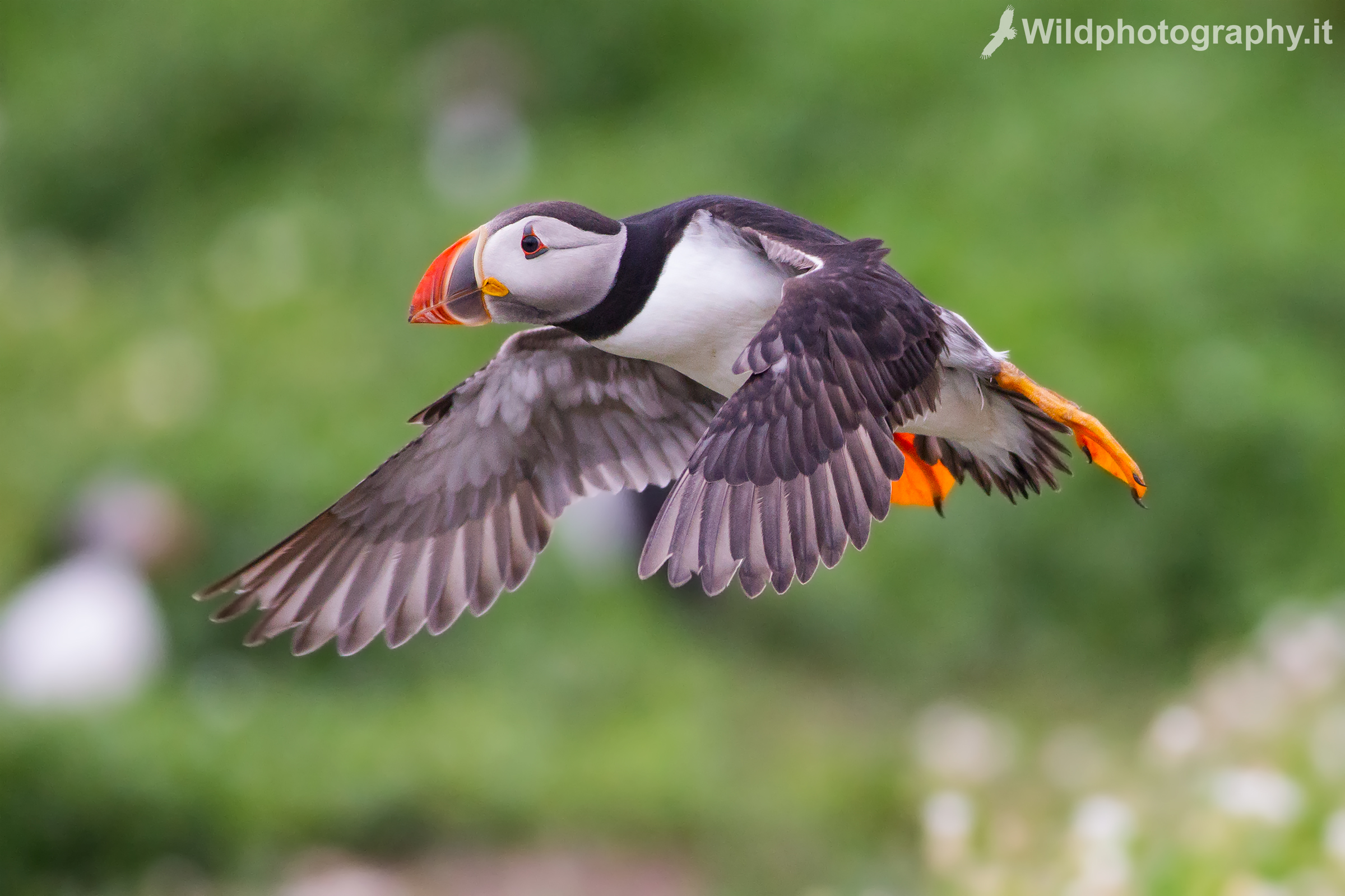 Puffins