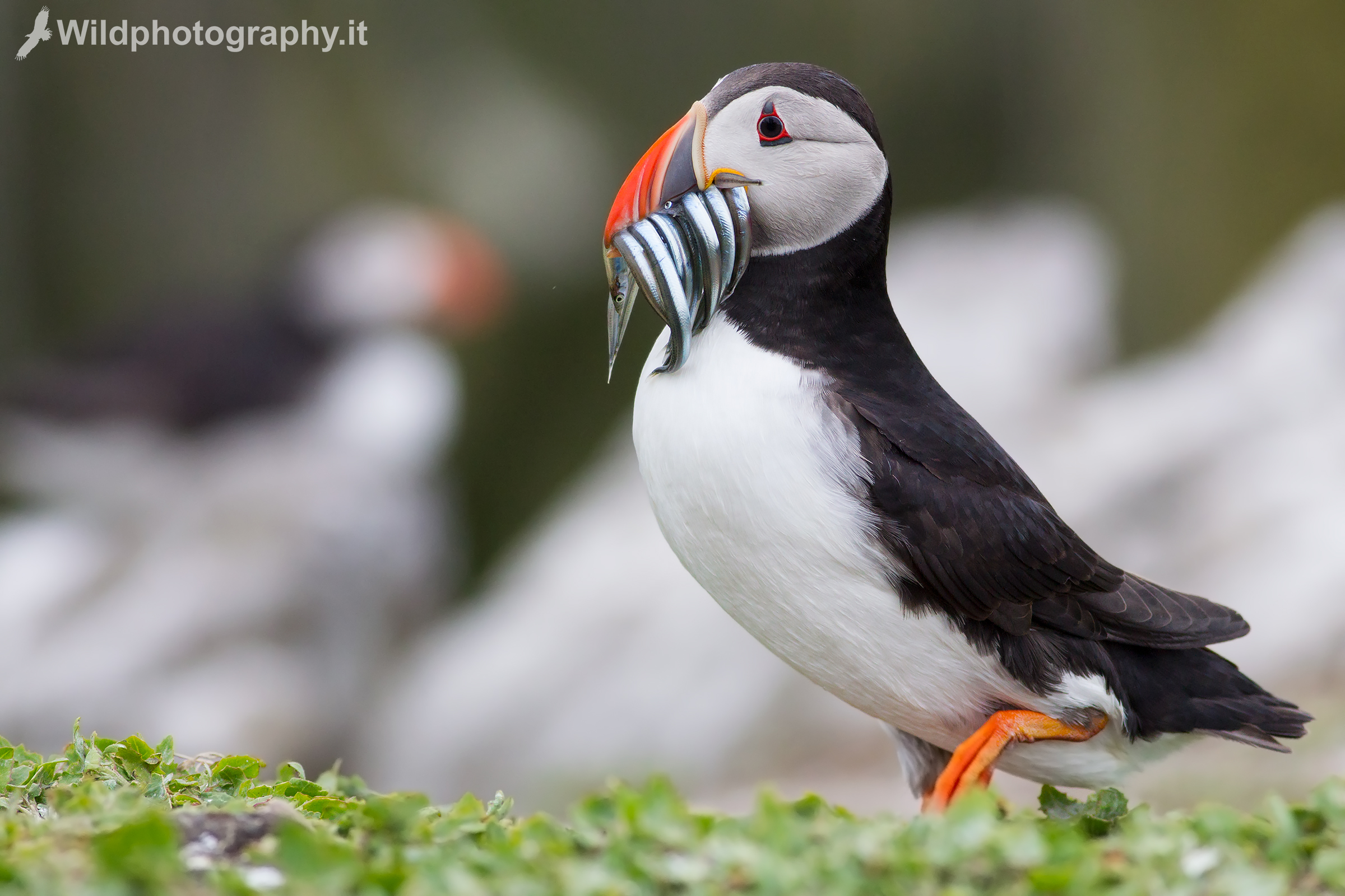 Puffins