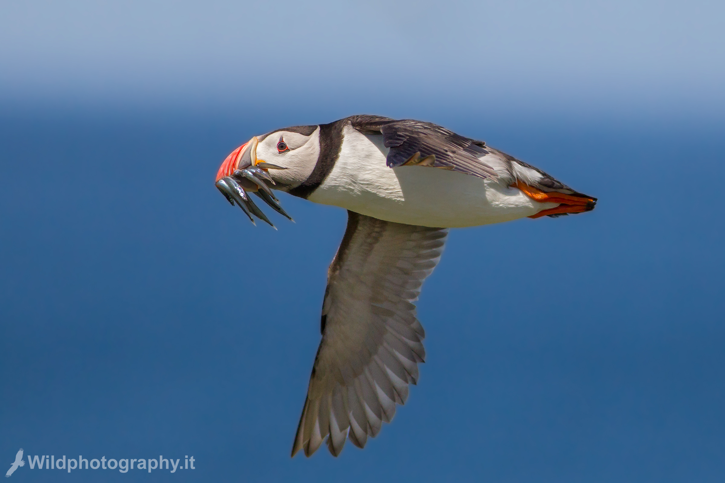 Puffins