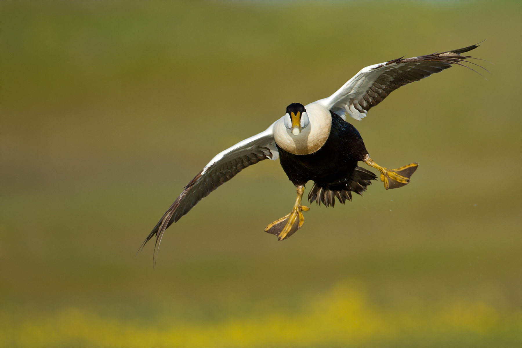 Somateria mollissima (Common eider)