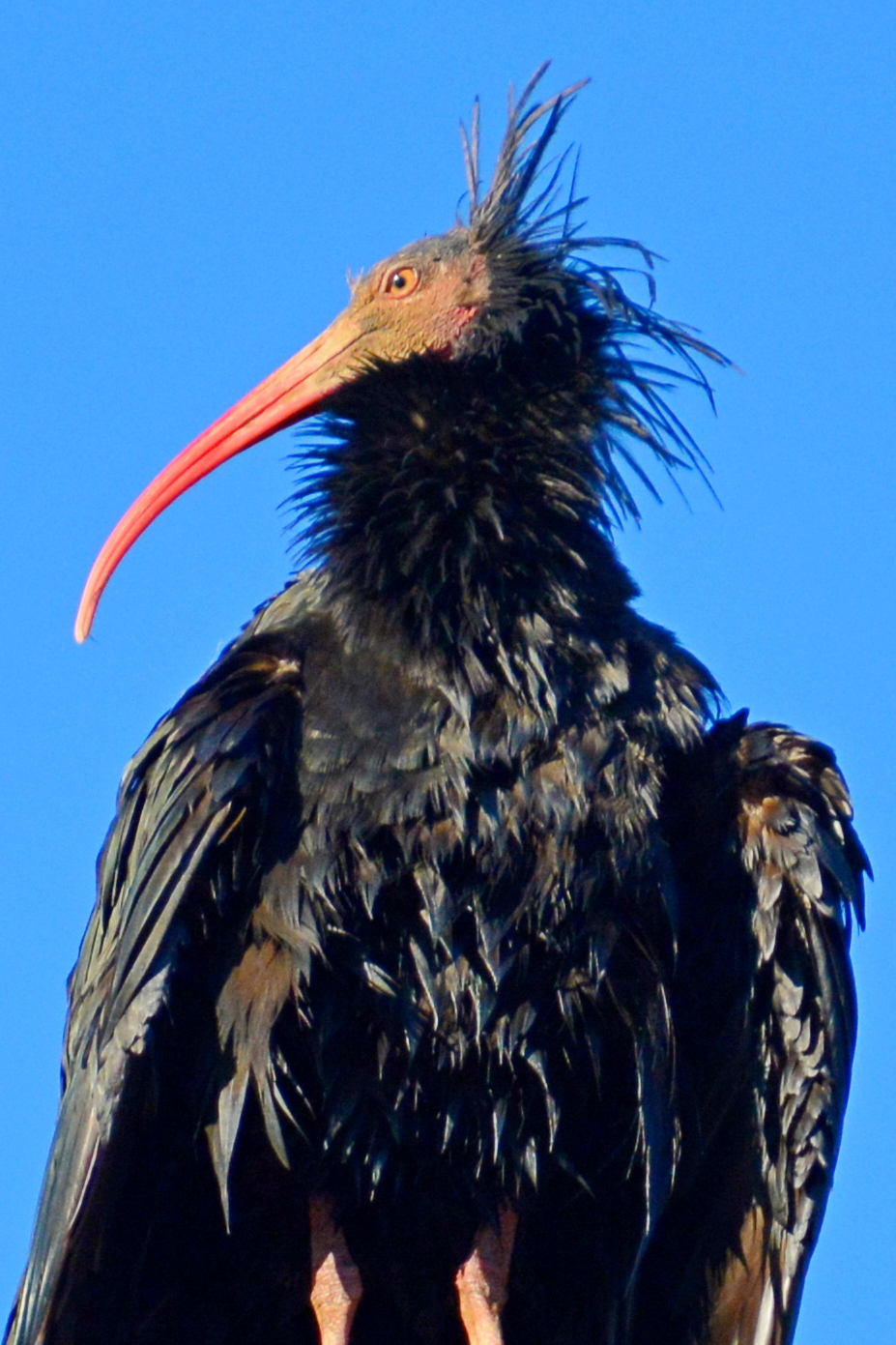 Ibis in Fagagna