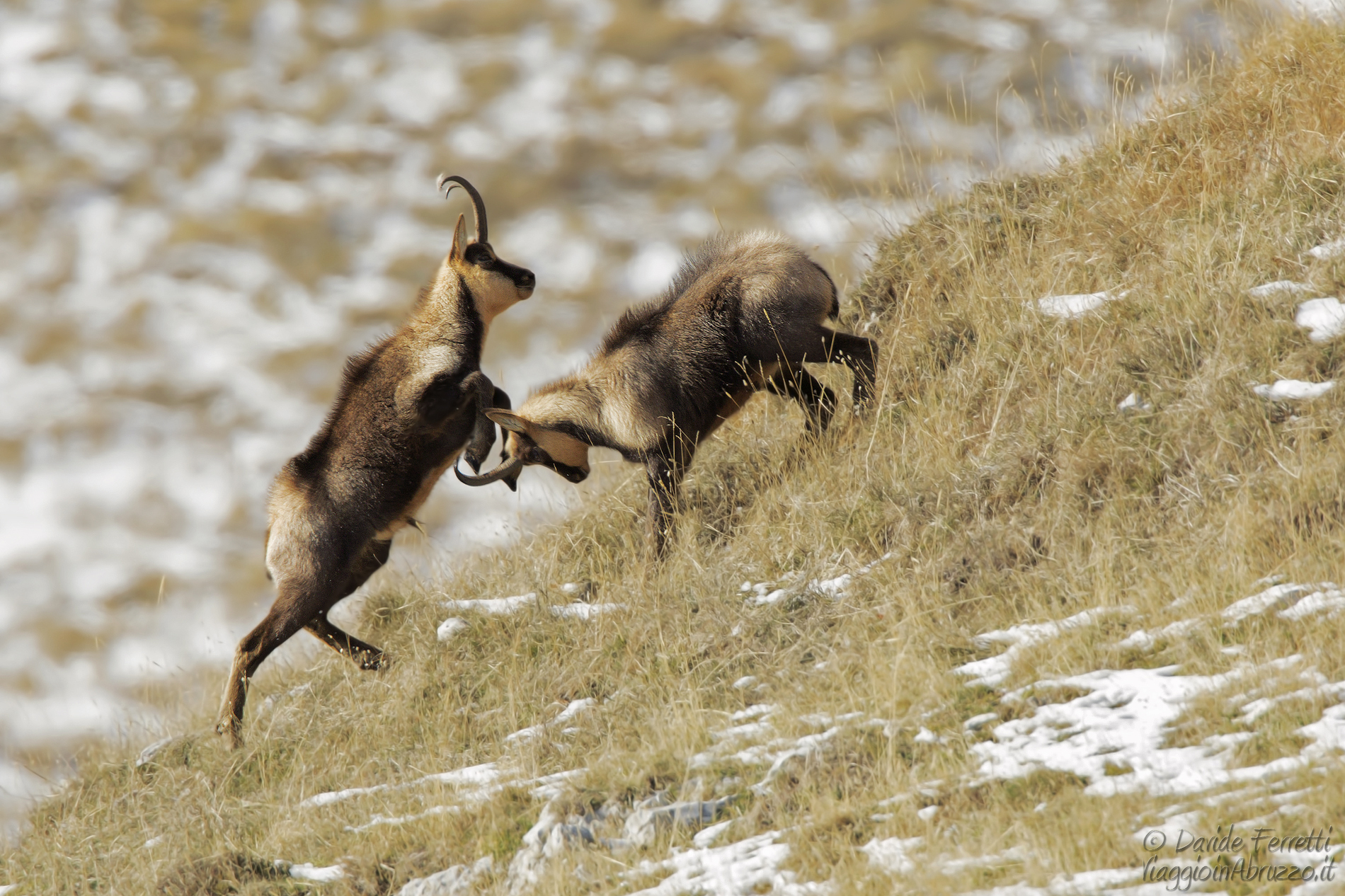 More unique image than rare