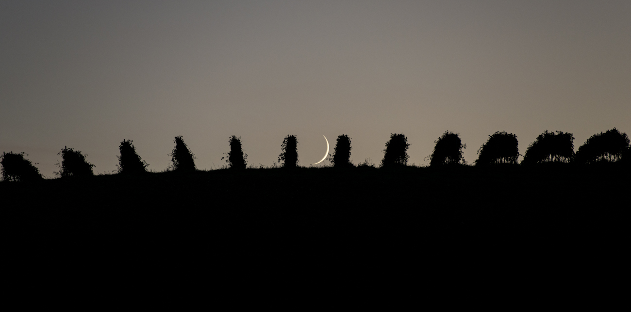 Scythe of the vineyard