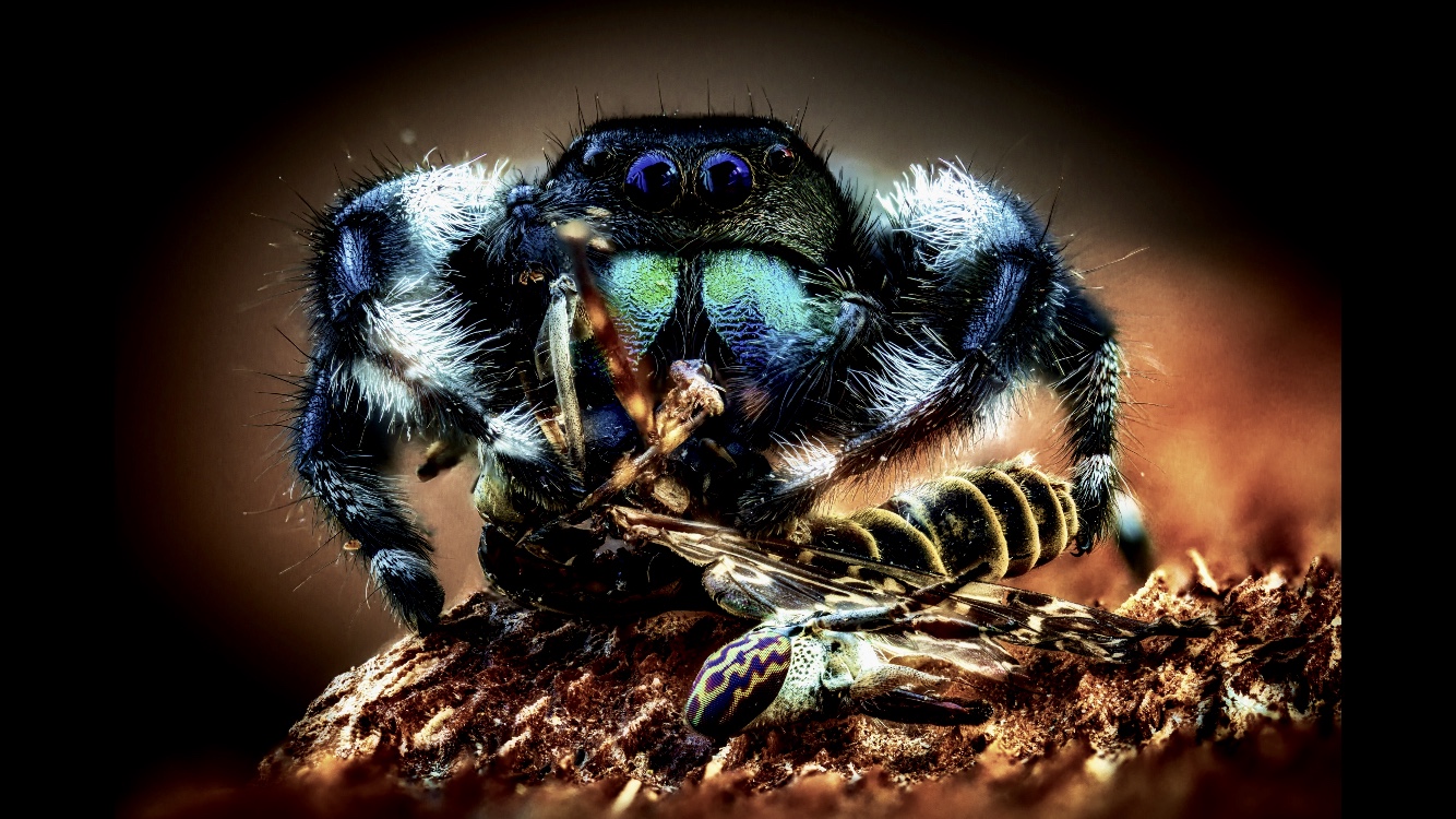 Questi ragni mi fan perdere la testa!