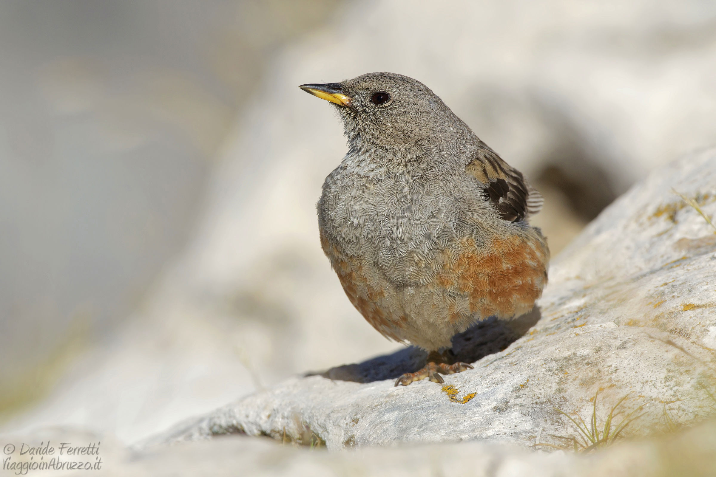 Sordone (Alpine accentor)