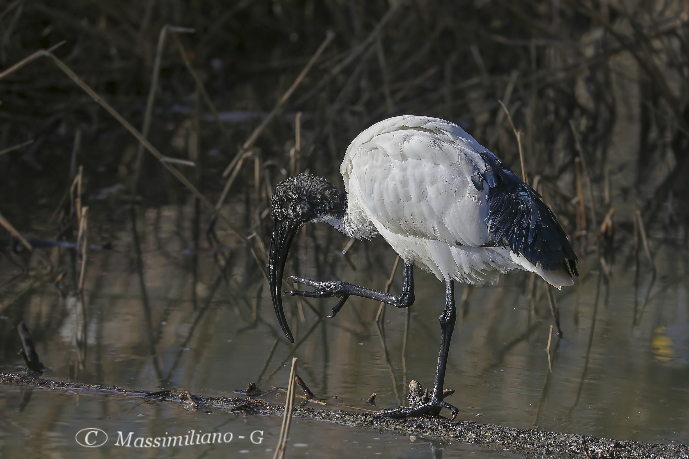 Sacred Ibis