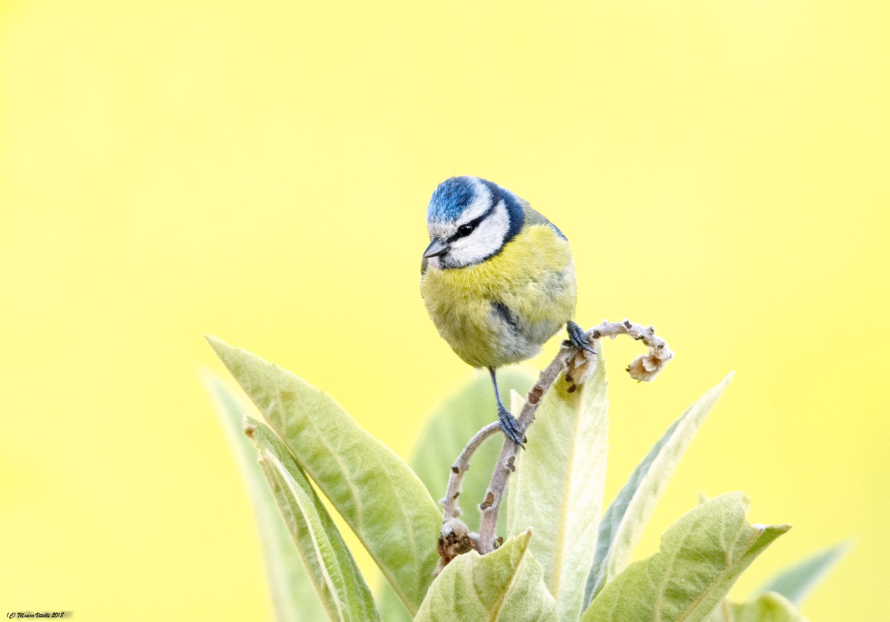 Cinciarella (Cyanistes caeruleus)