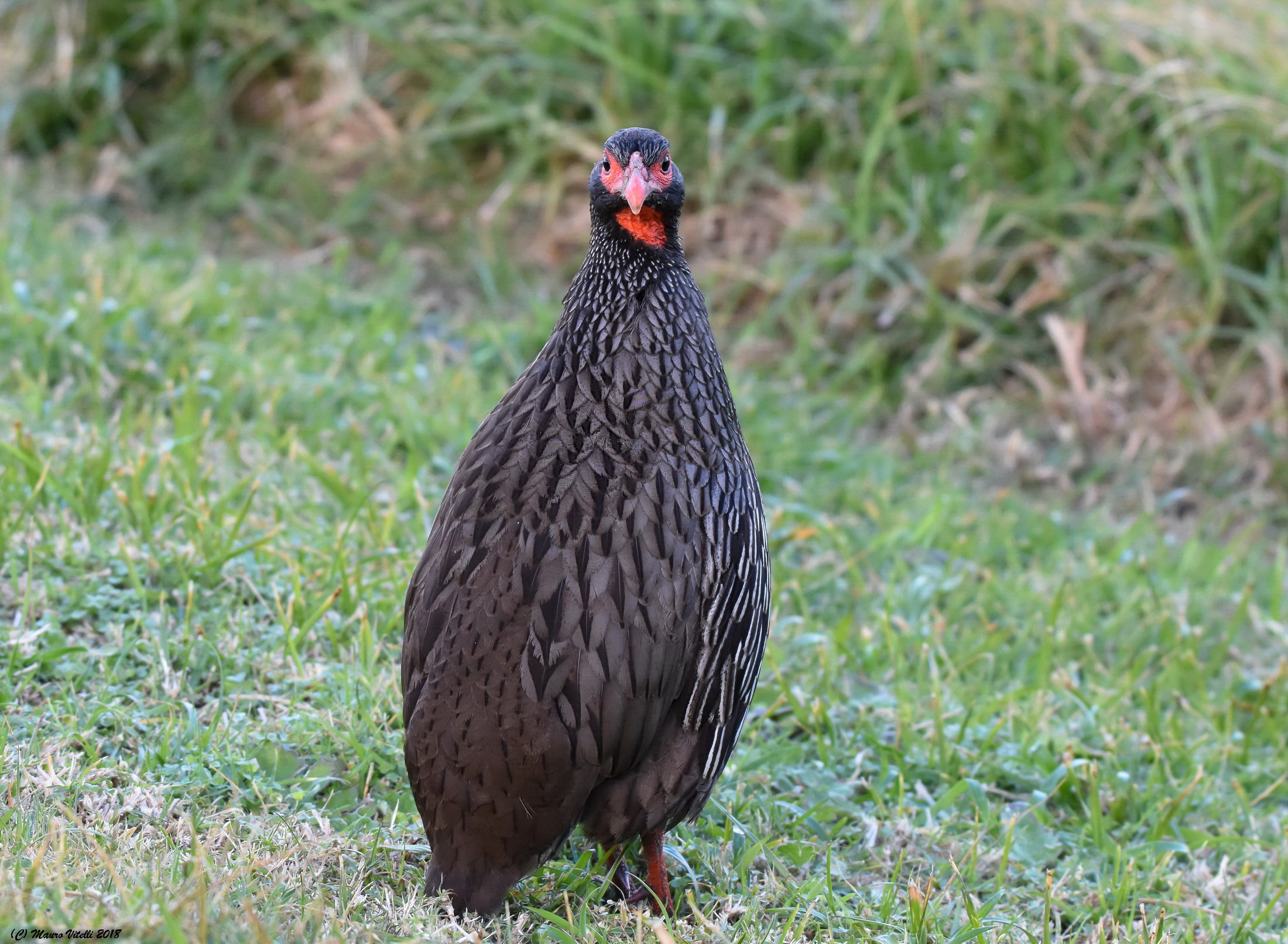 Red-Neched Spurfowl (Pternistis afer)