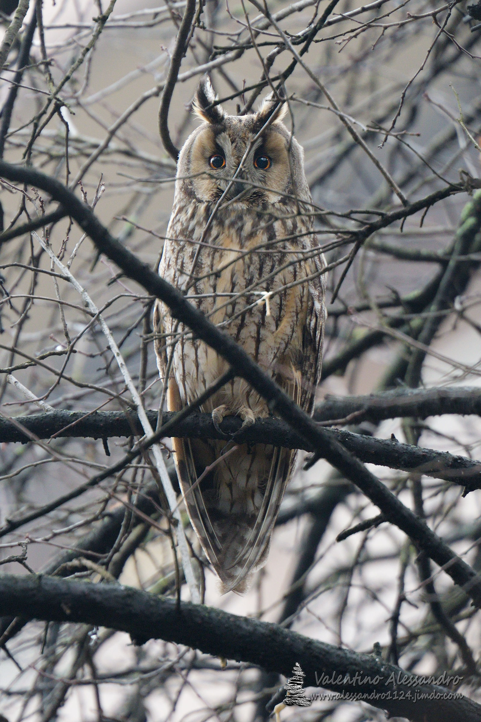 Someone looks at me among the branches