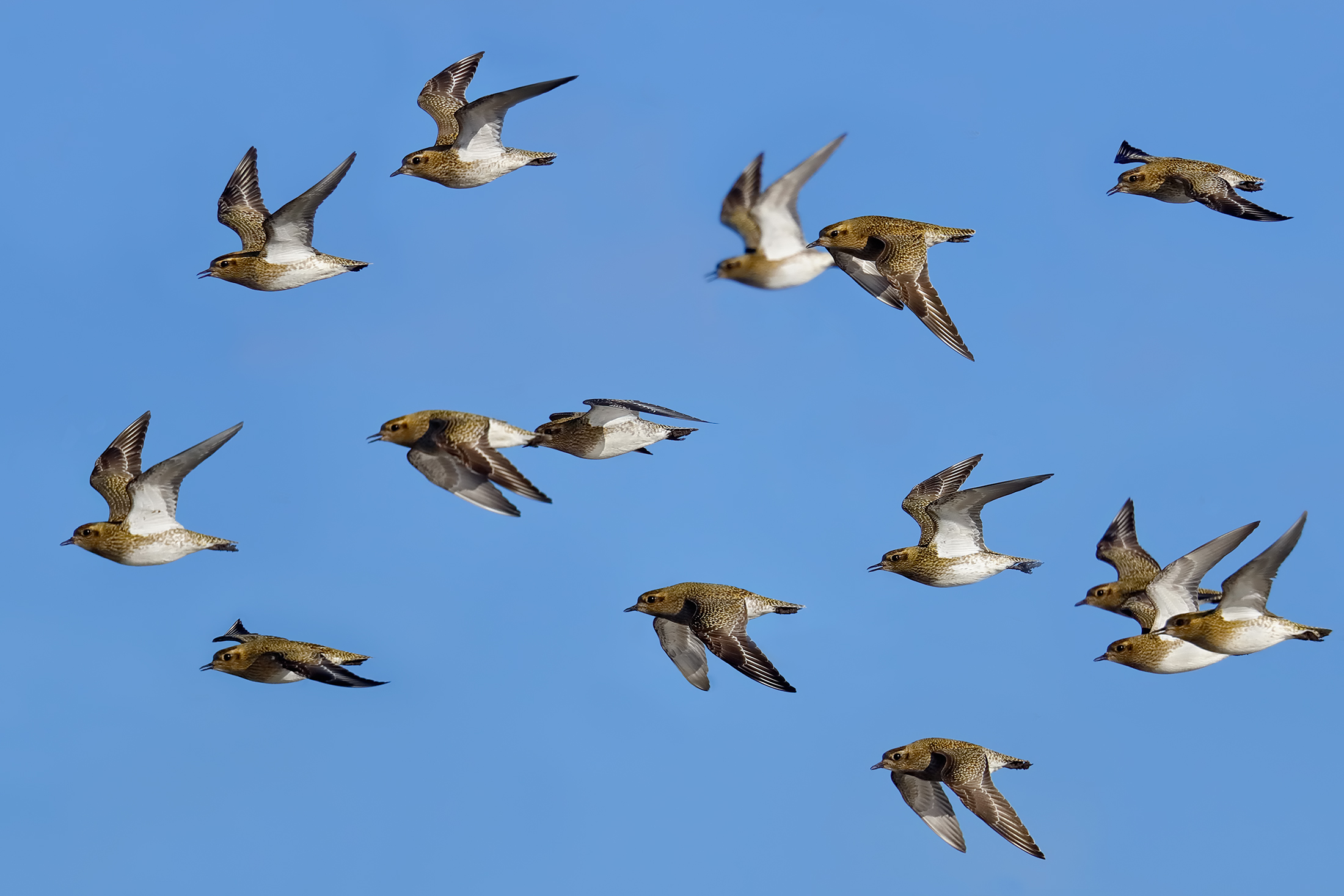 Golden plovers