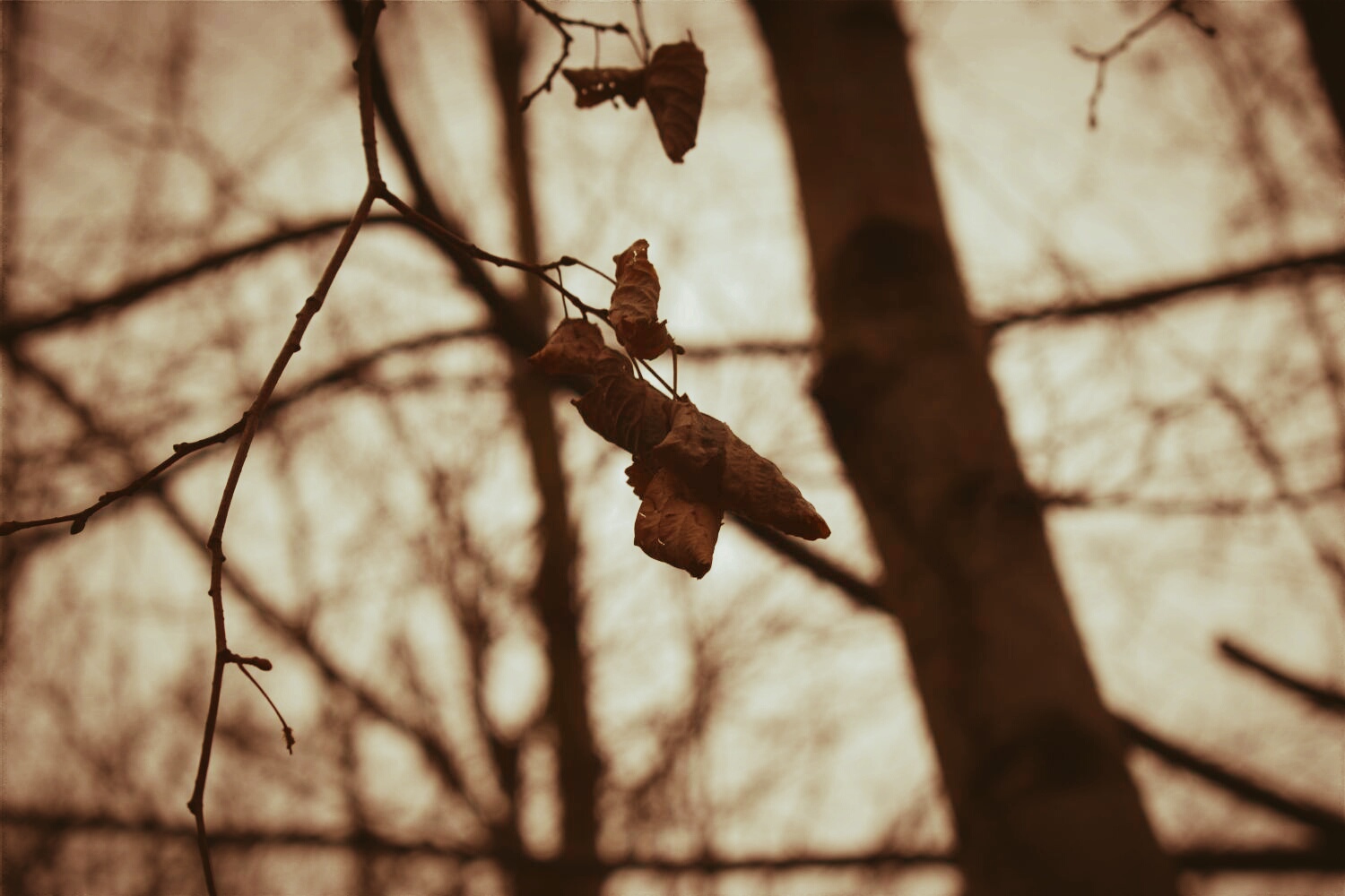 Leaf among the leaves