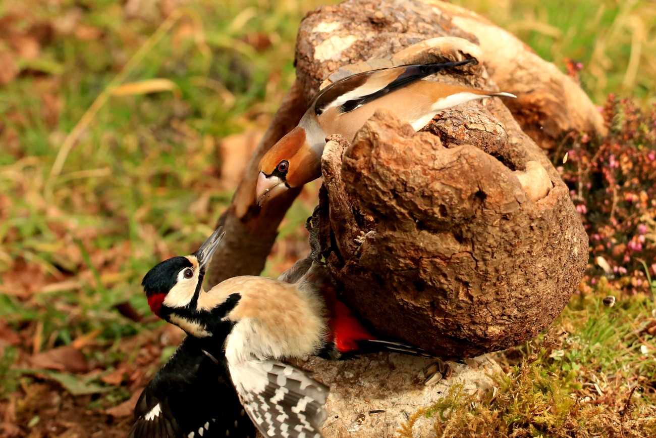 qui comando io...frosone e picchio rosso magg.