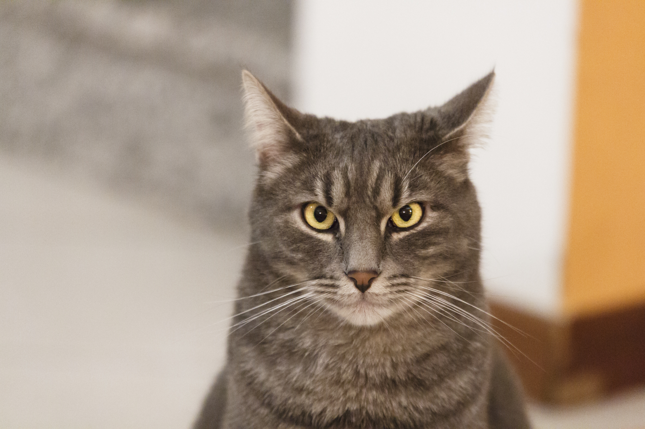 12800 iso with the cat