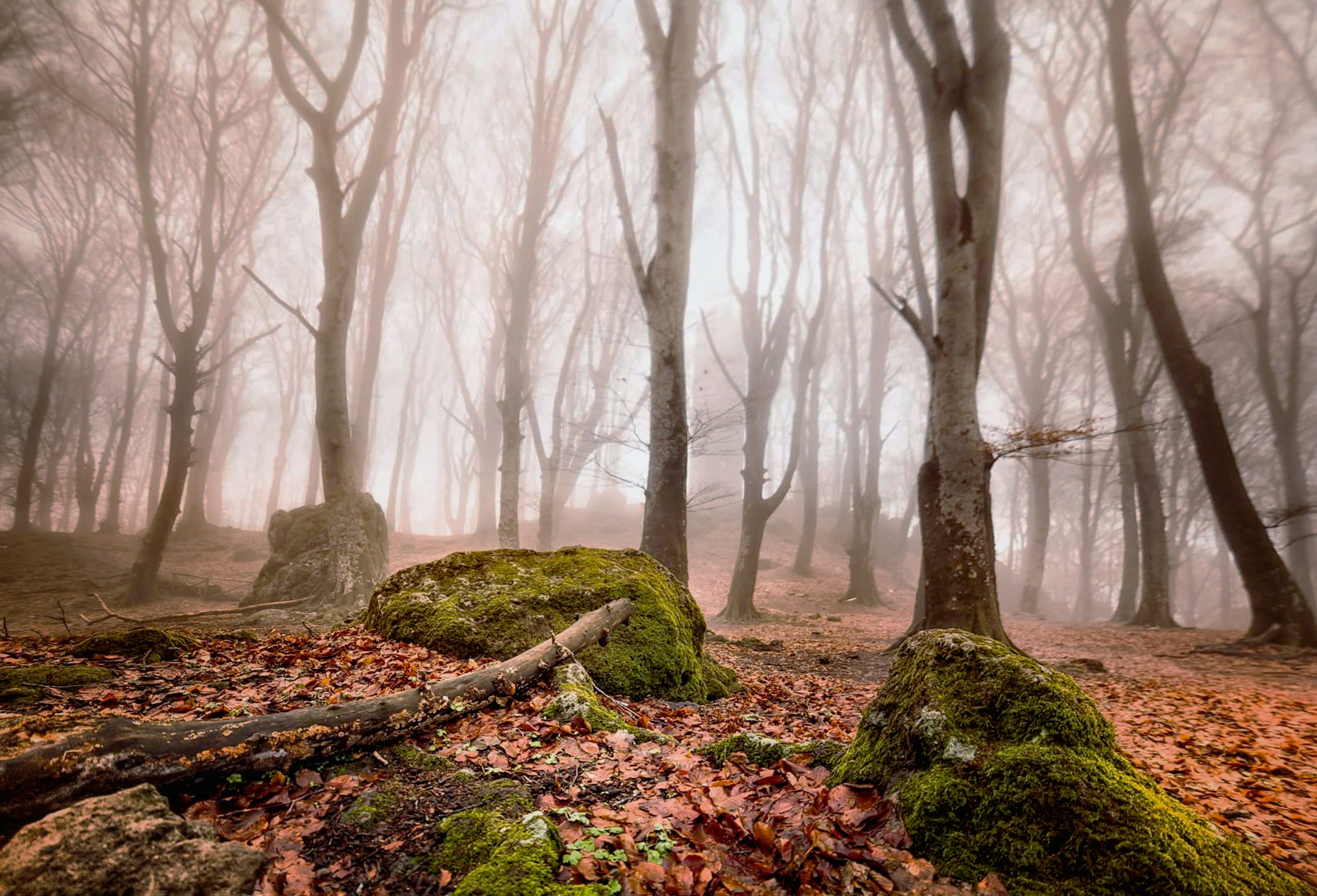 Faggeta Vetusta of the Cimini Mountains