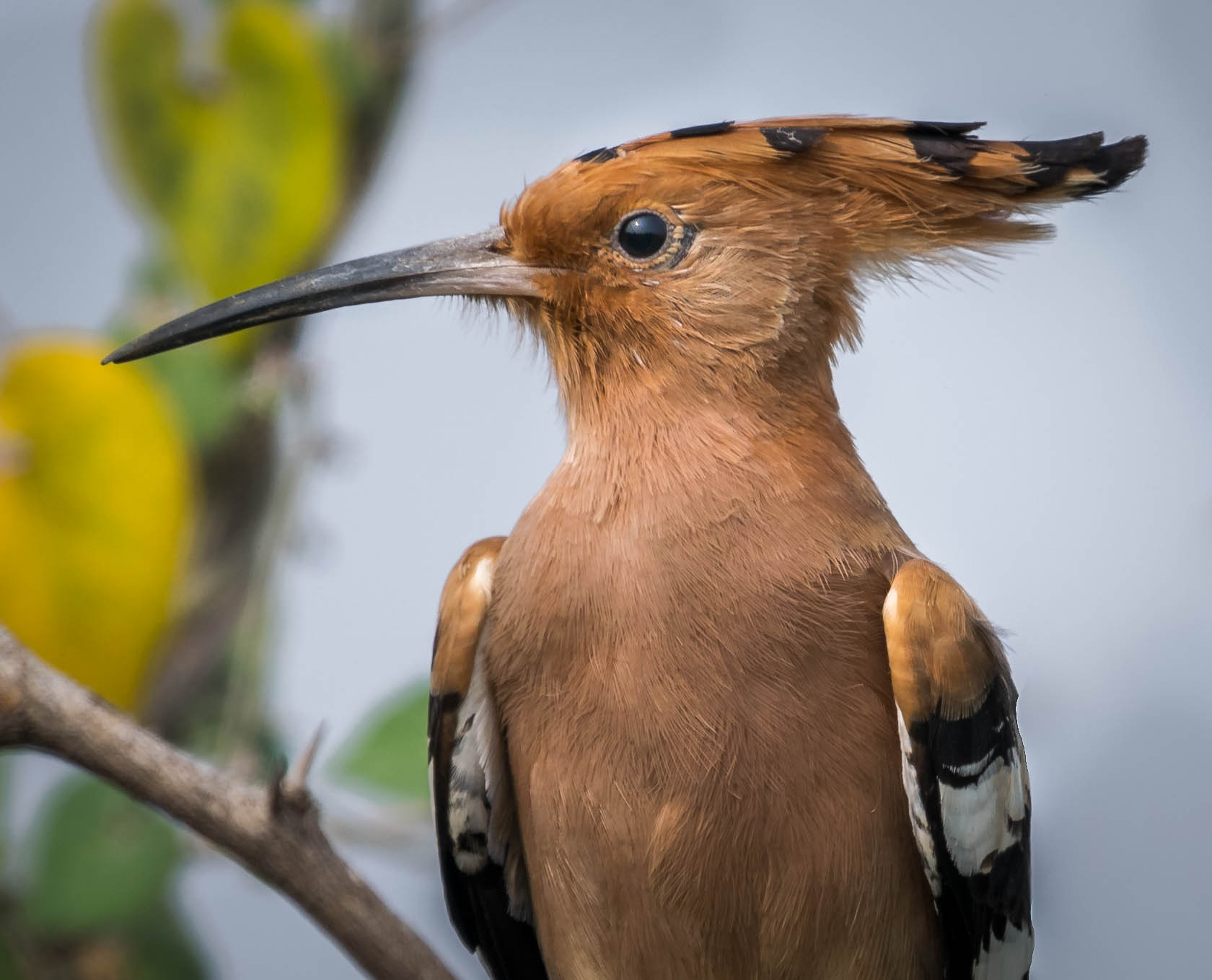 Hoopoe