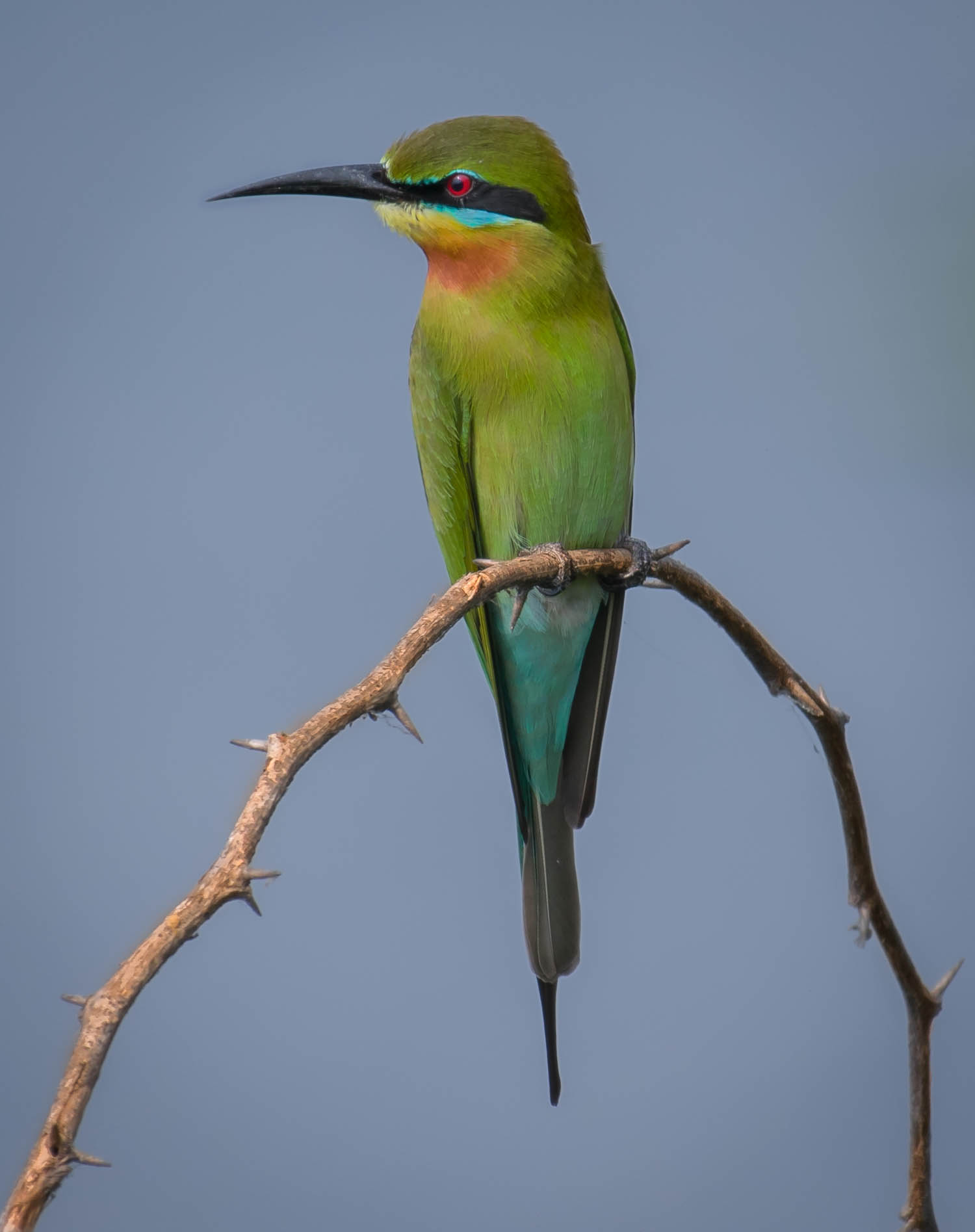 Bee eater
