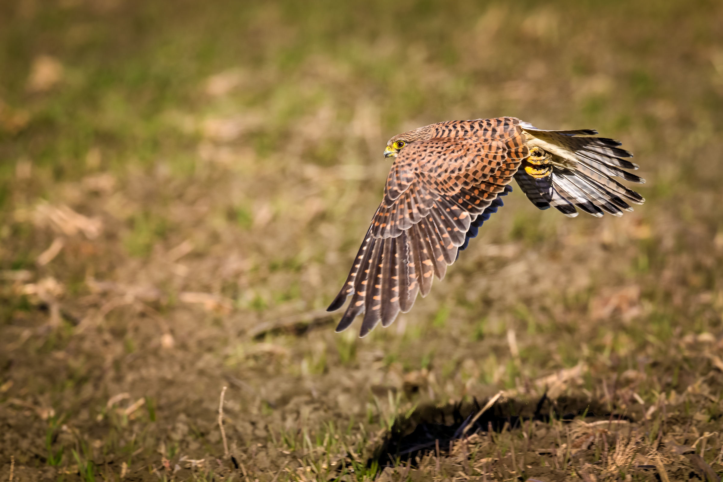 the low flight of the Kestrel