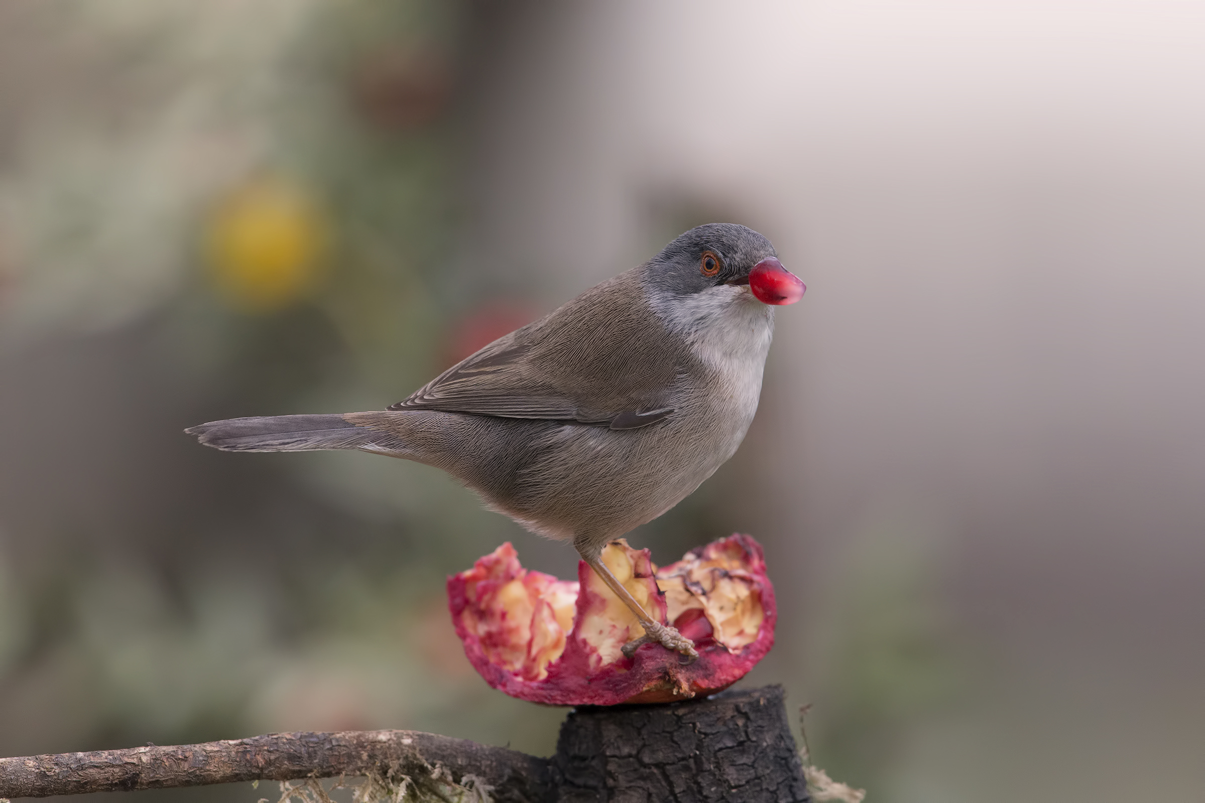 yes yes ... I took it!