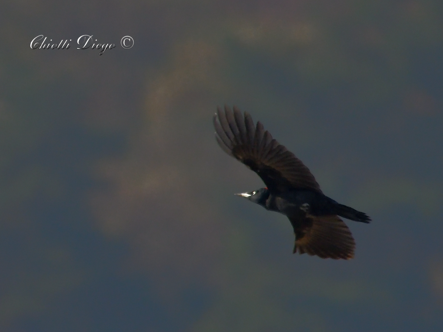 Black woodpecker in flight