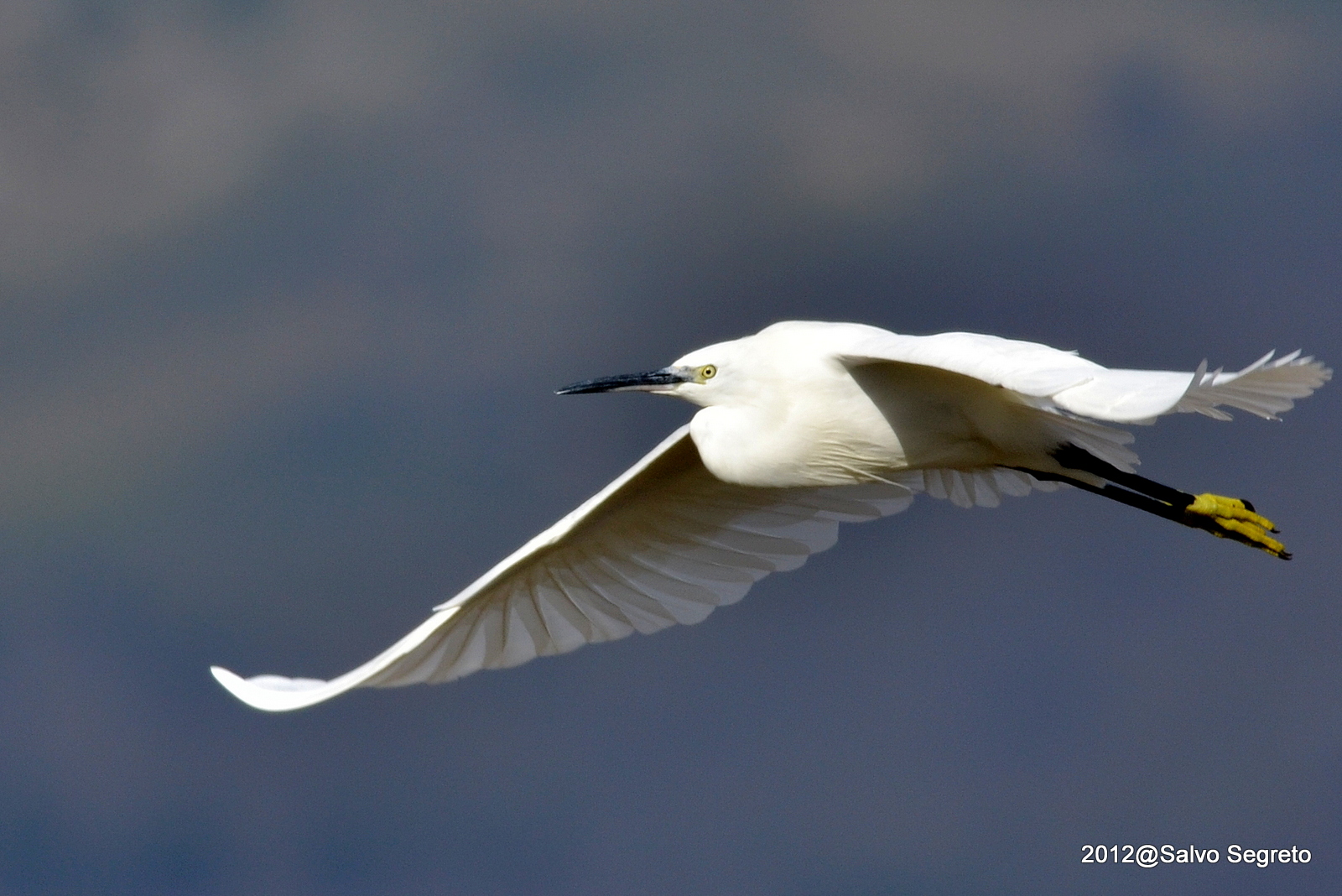 Airone -- No Filtro UV