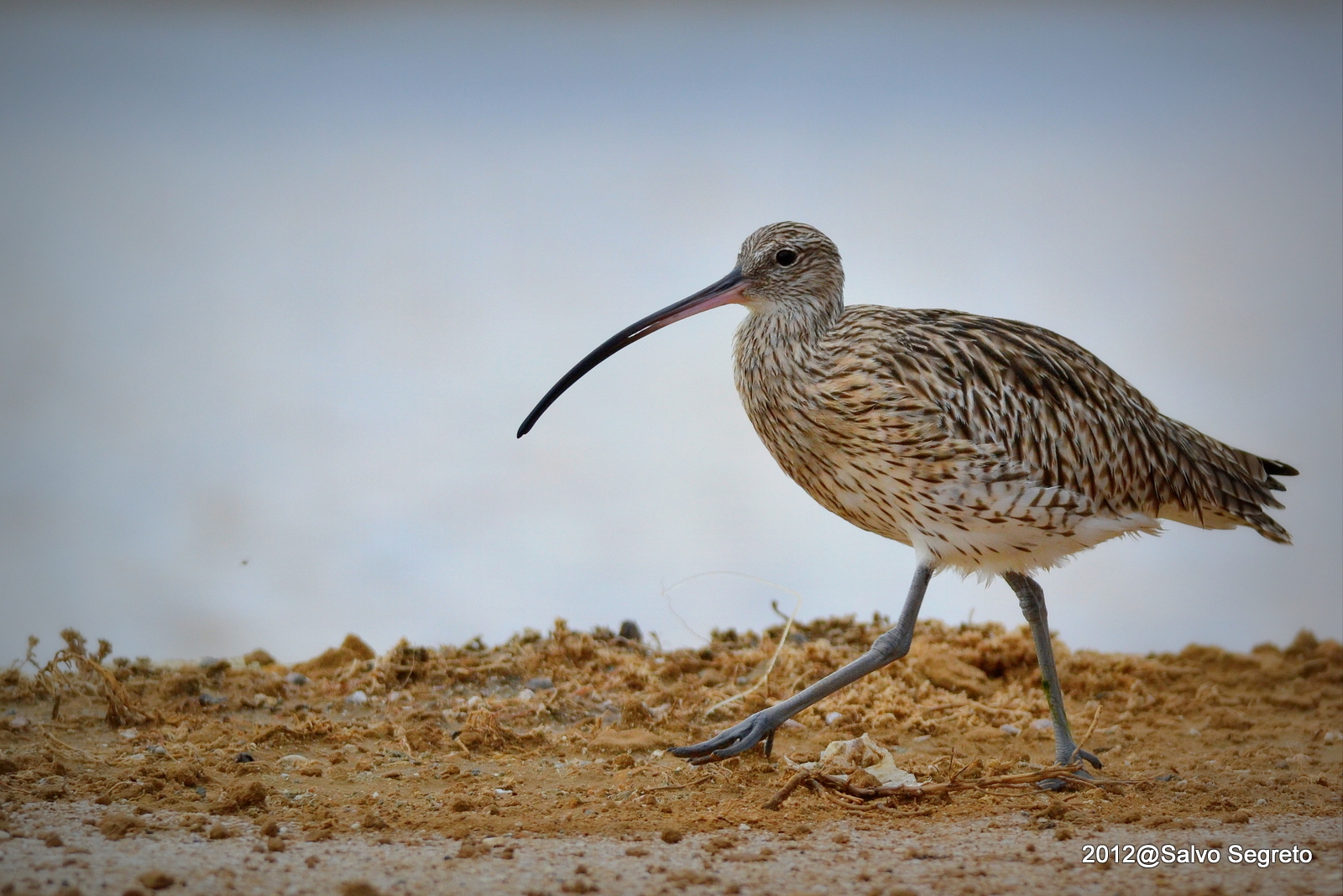 Chiurlo -- No Filtro UV