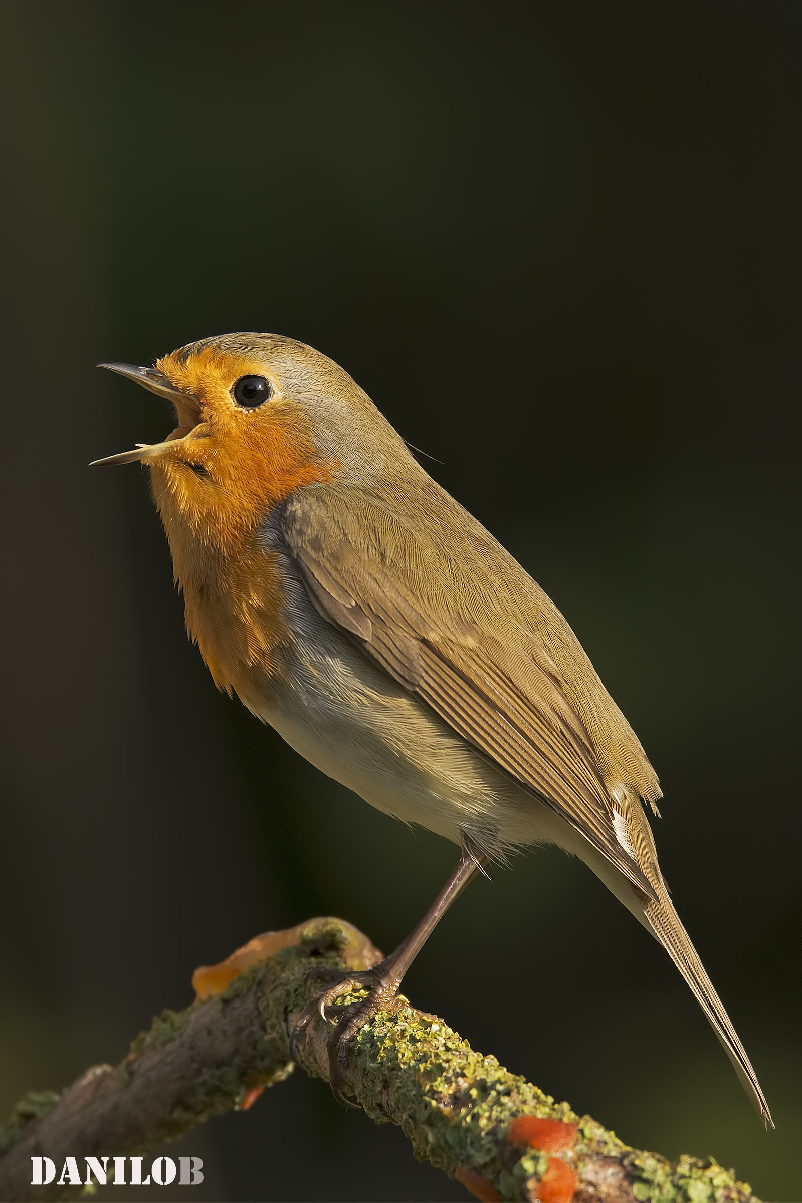 First floor ... singer !!!