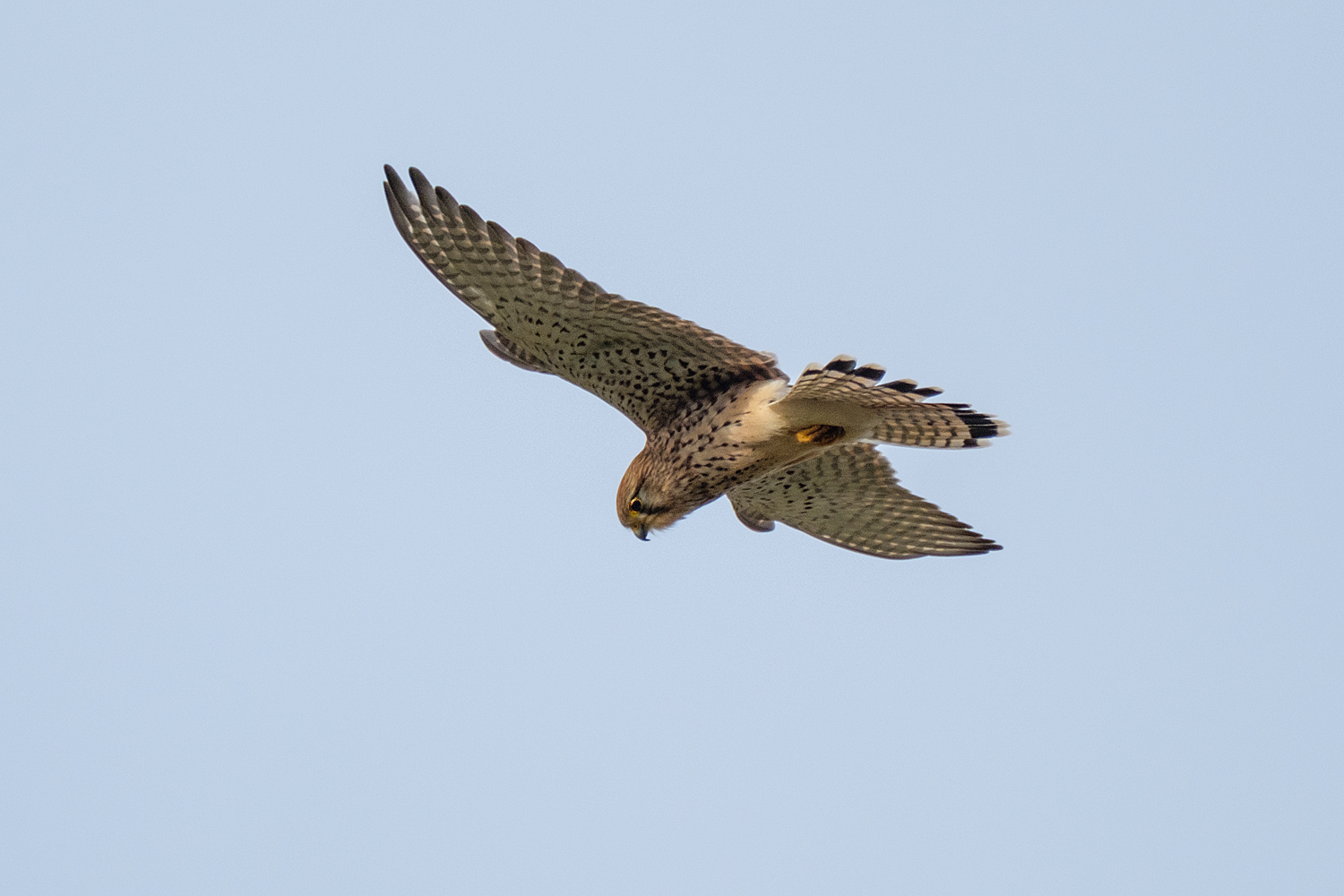 Kestrel in holy spirit.