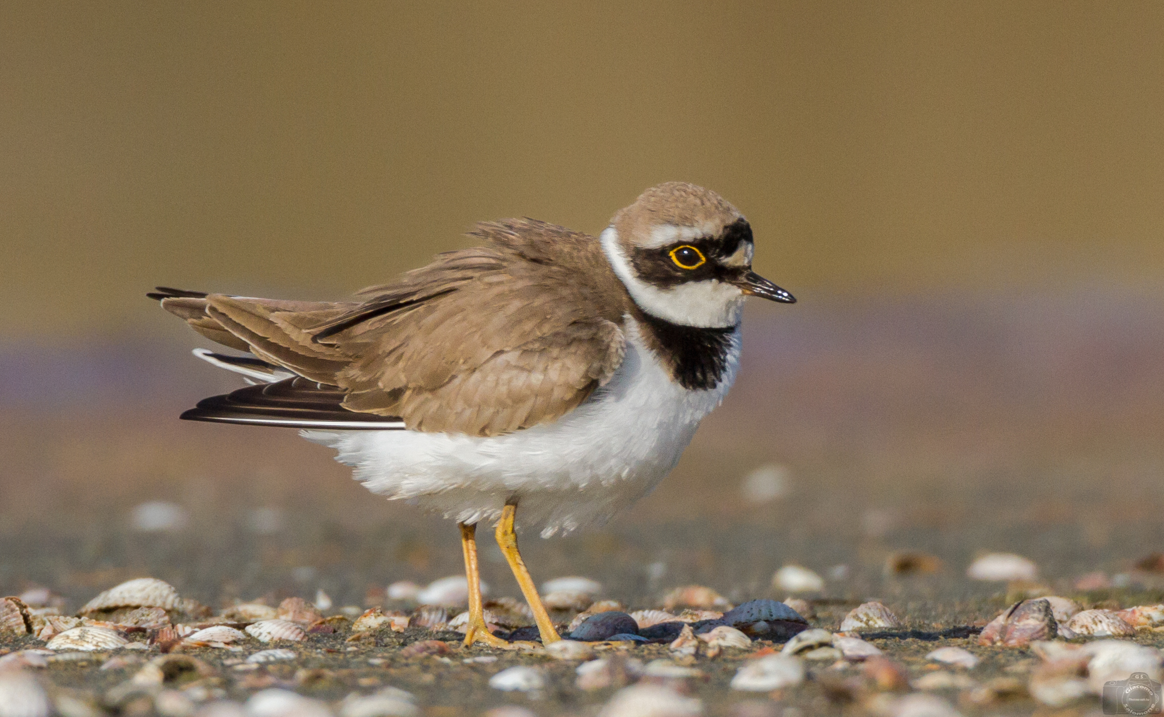 The ruffled .. Corriere piccolo.