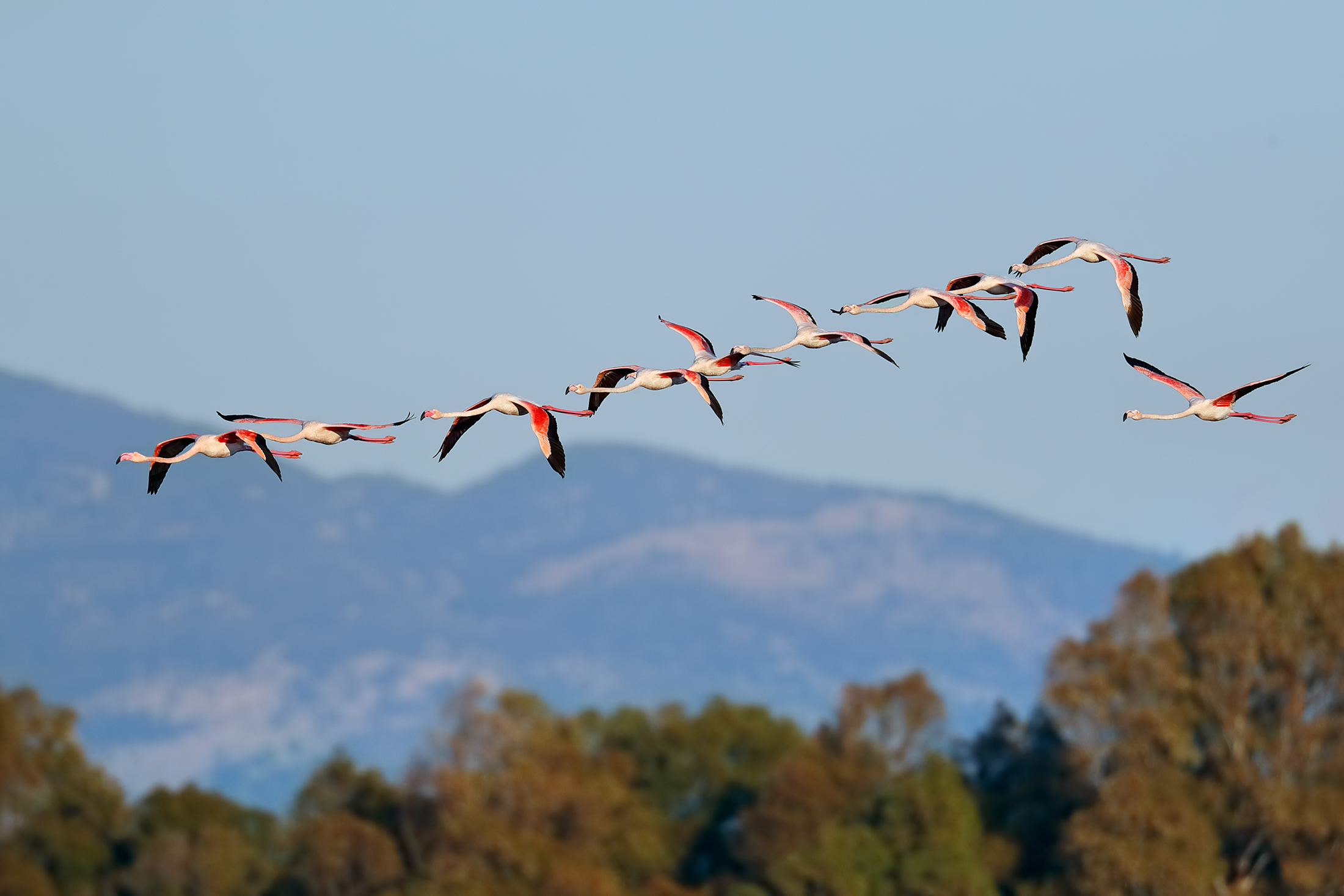 Fenicotteri in volo sul lago
