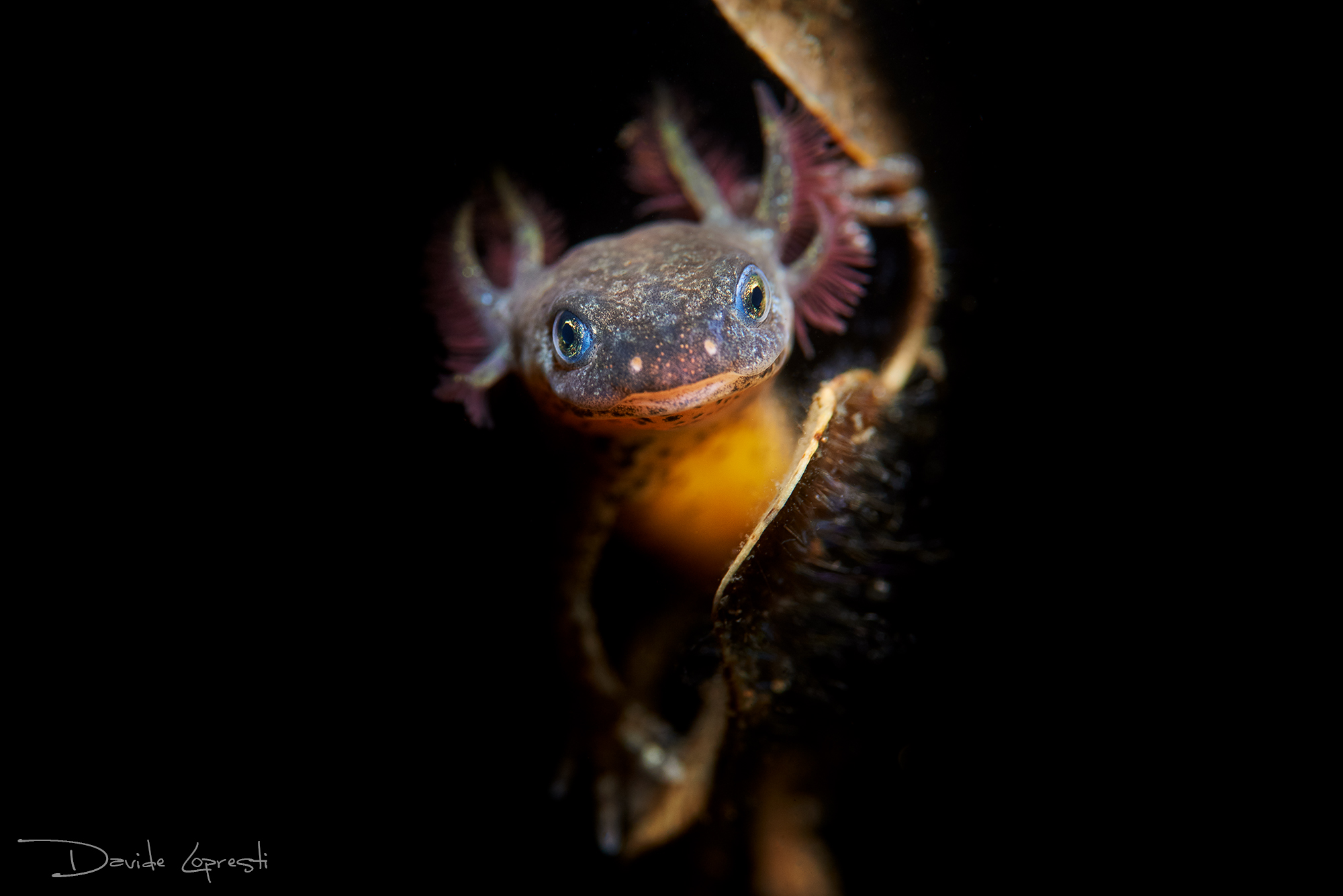 Piccoli tritoni crescono