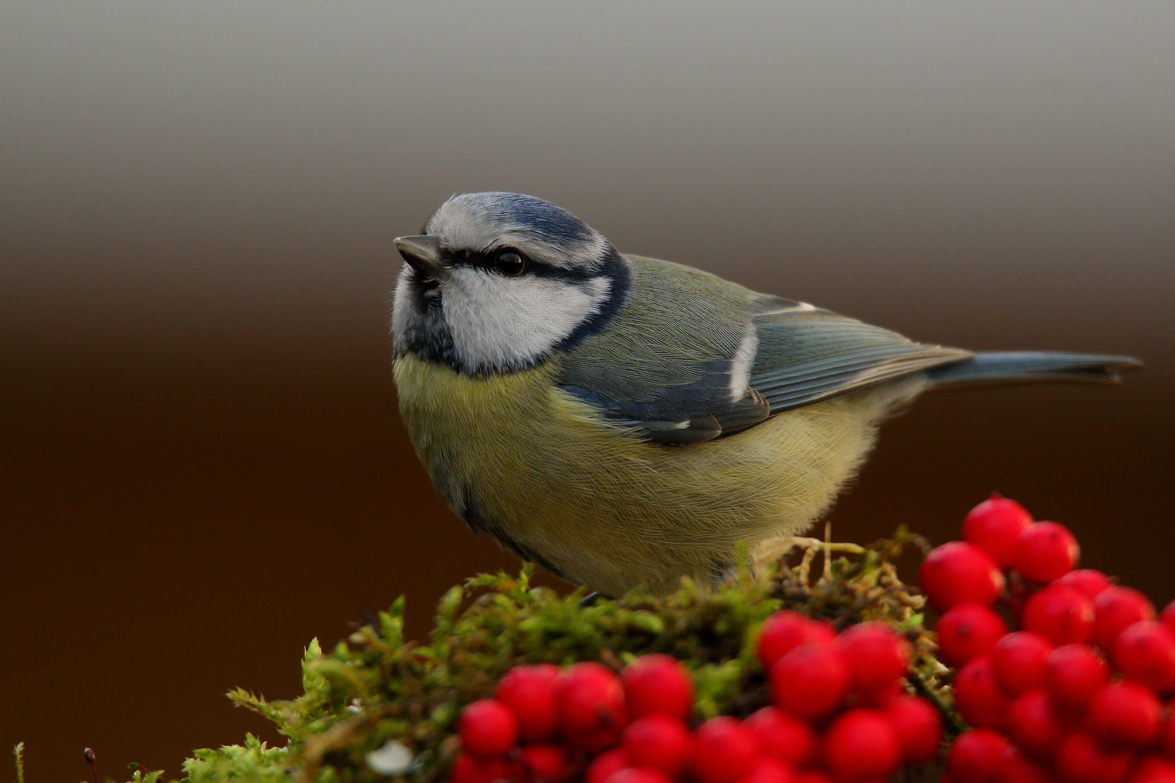 the blue tit