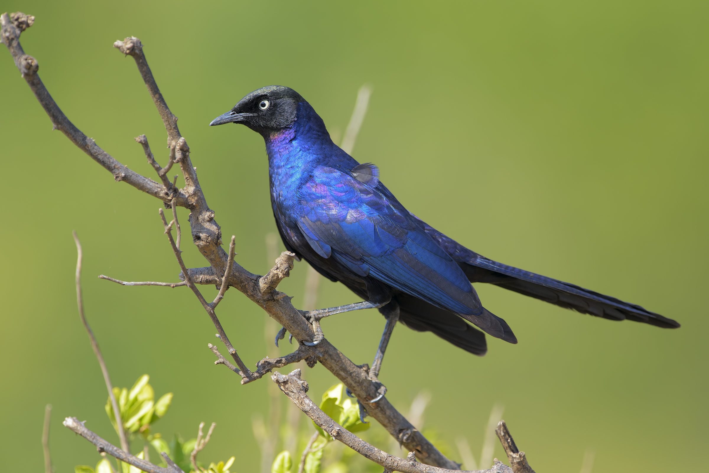 Un amico per colazione