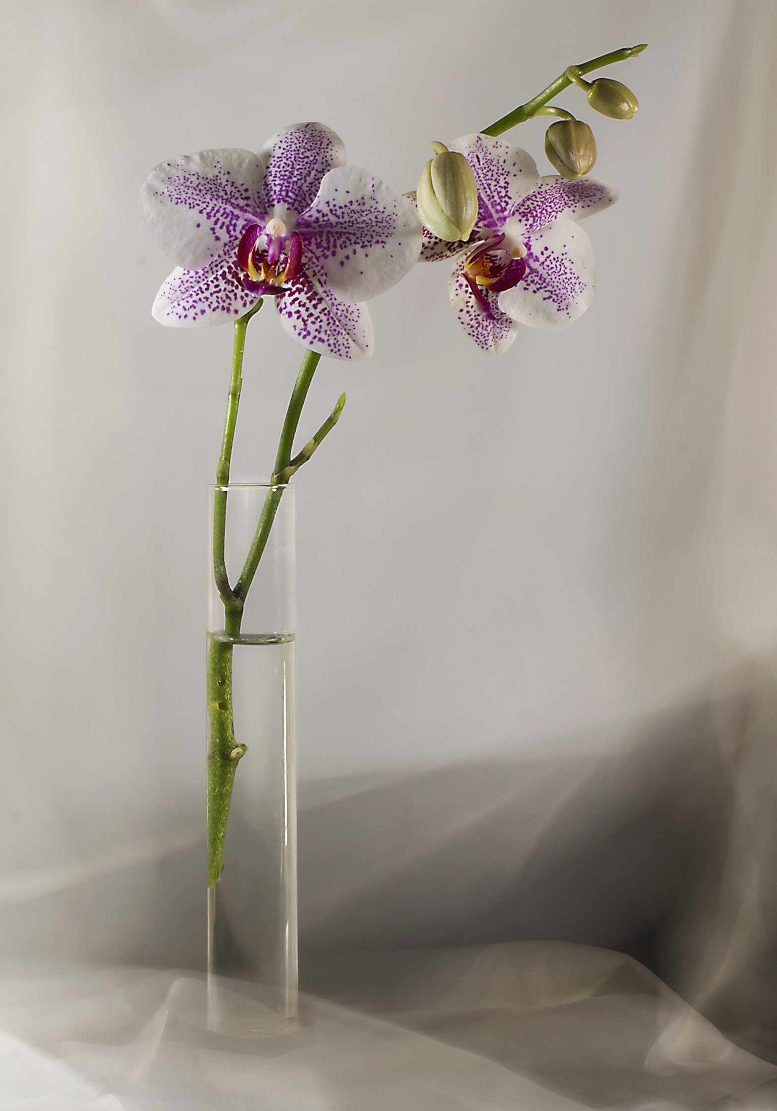 Il fascino di un fiore è...