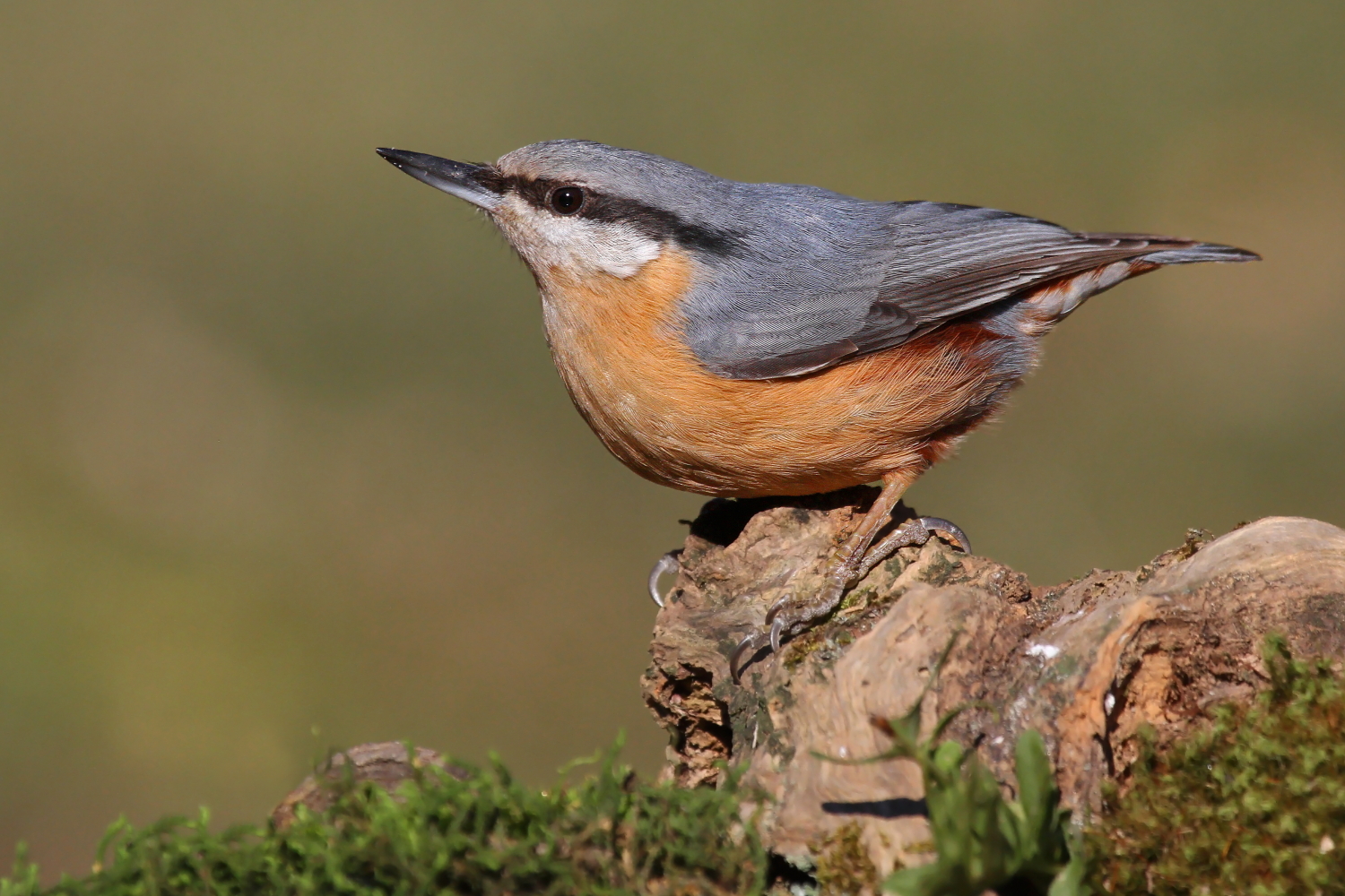 Nuthatch