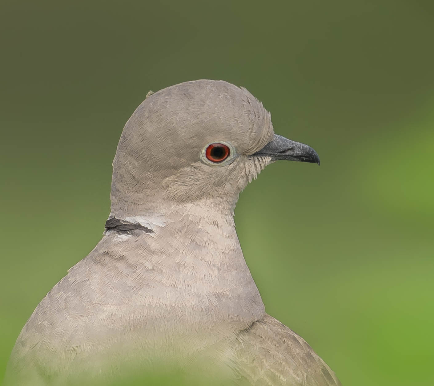 Eurasian collared dove