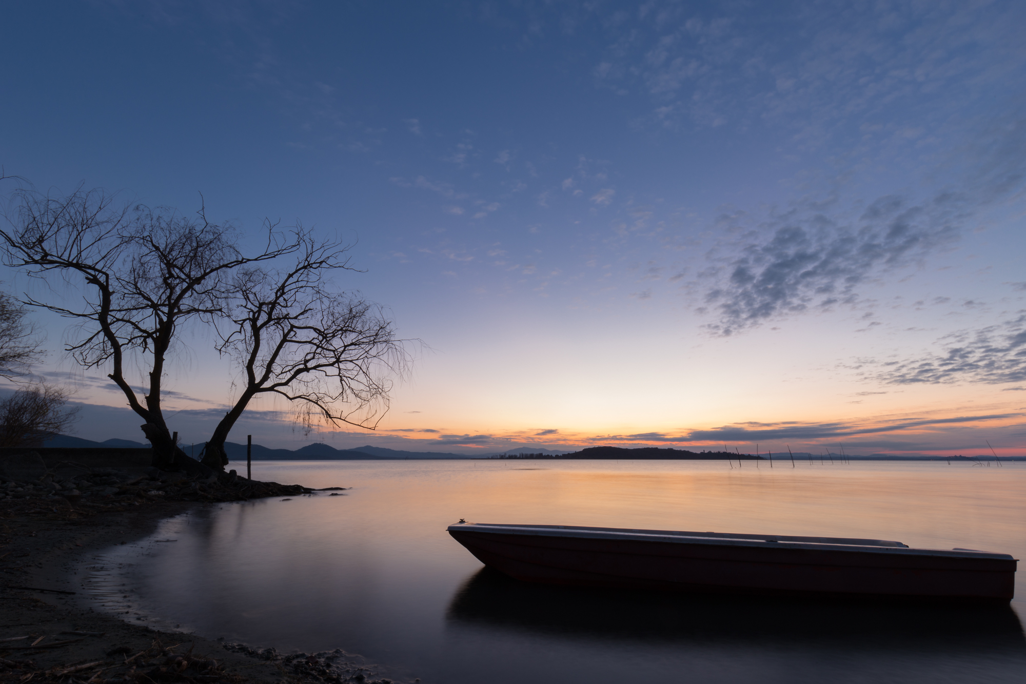 Little boat and tree